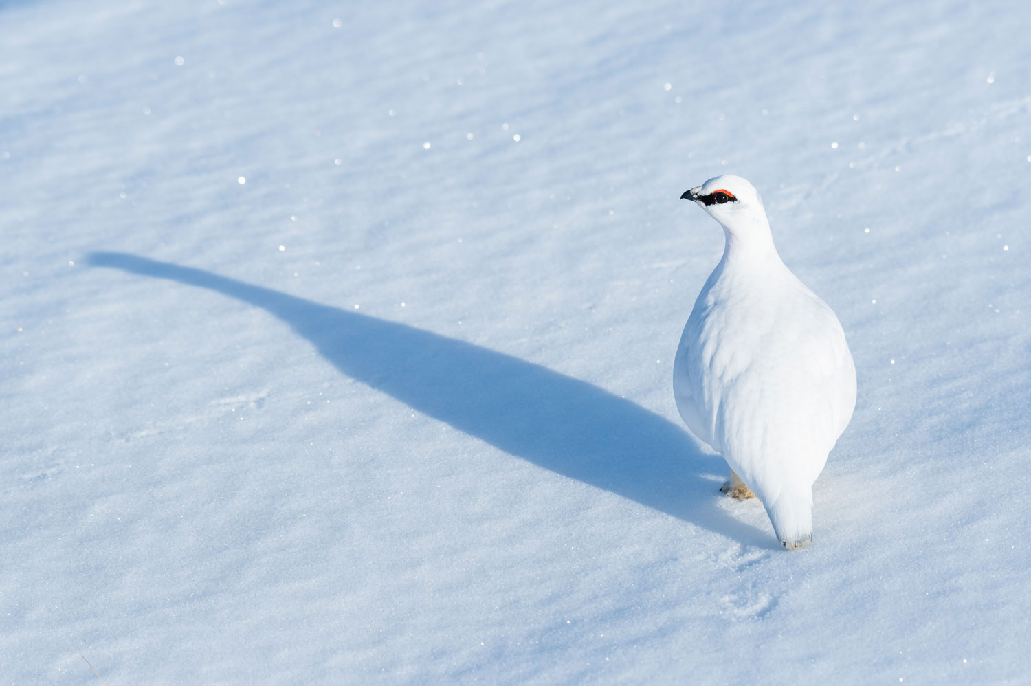 Photo of rock ptarmigan in Iceland