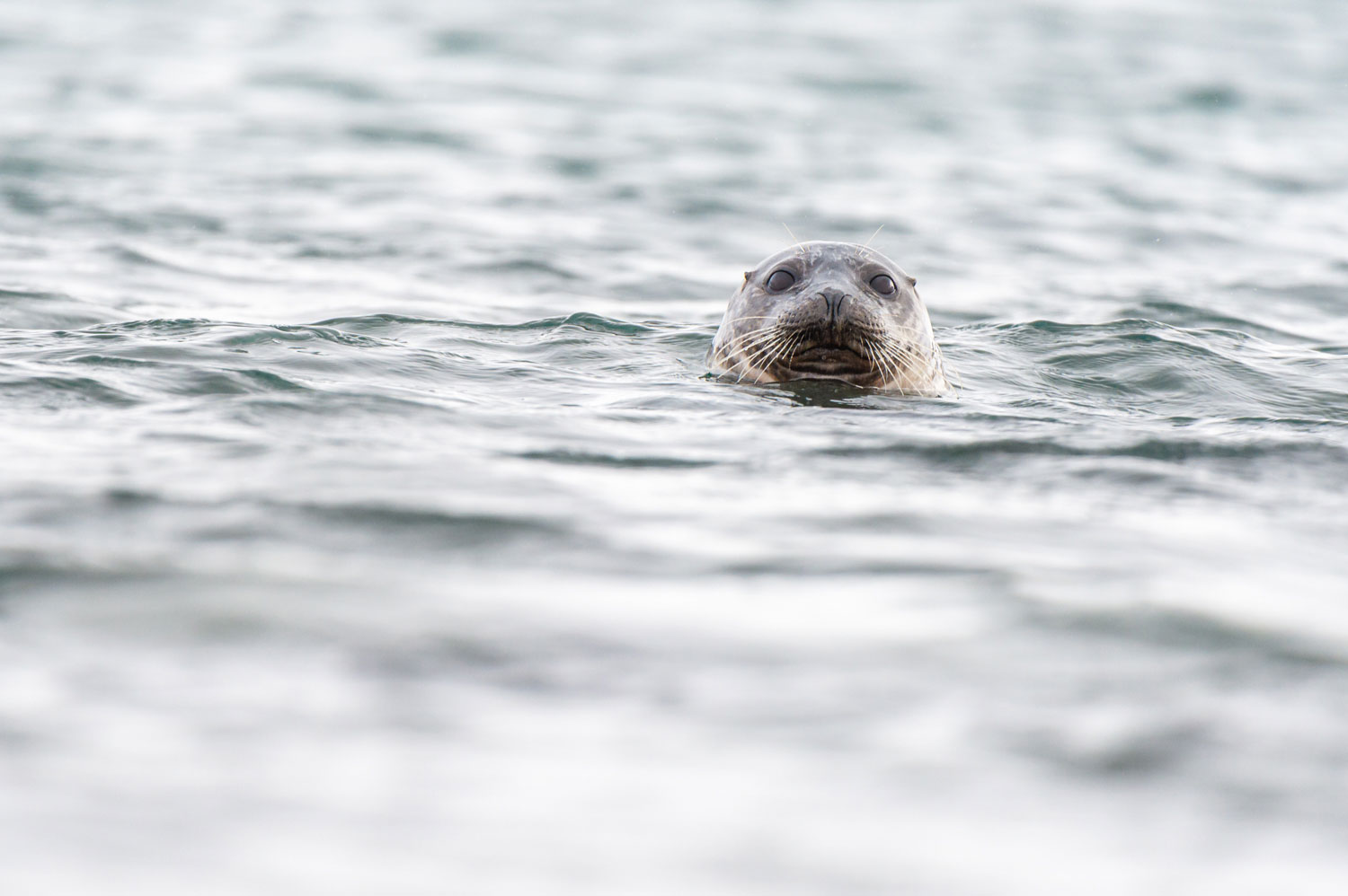 Common seal in Hornstrandir