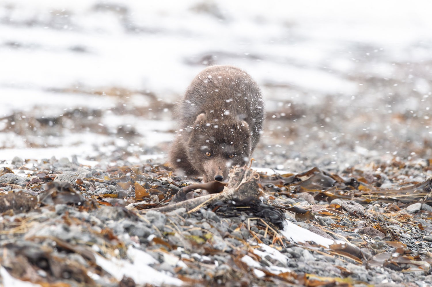 Stage photo renard polaire en hiver