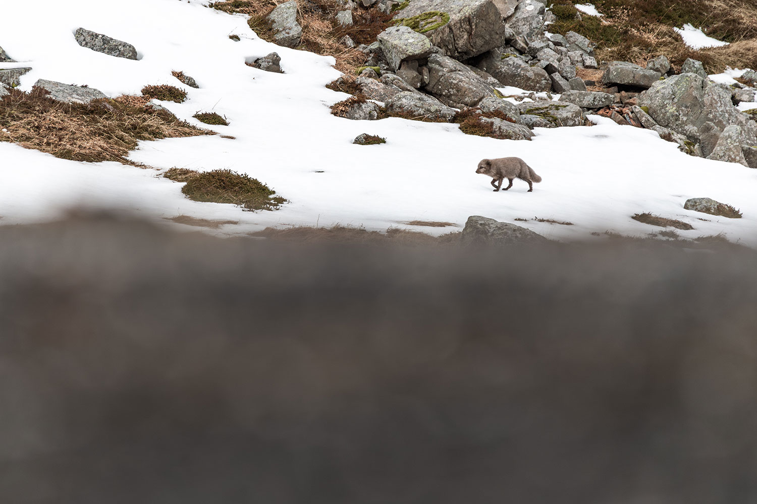 The Arctic fox winter photo tour