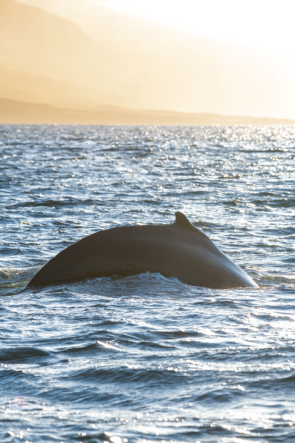 Photo tour whale watching in Iceland