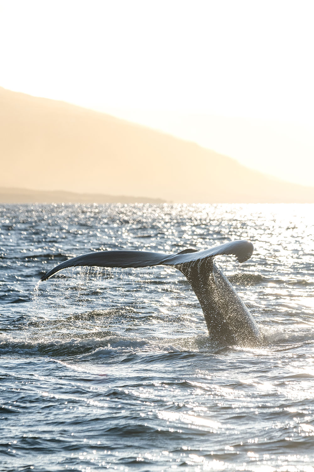 Photo tour whale watching in Iceland