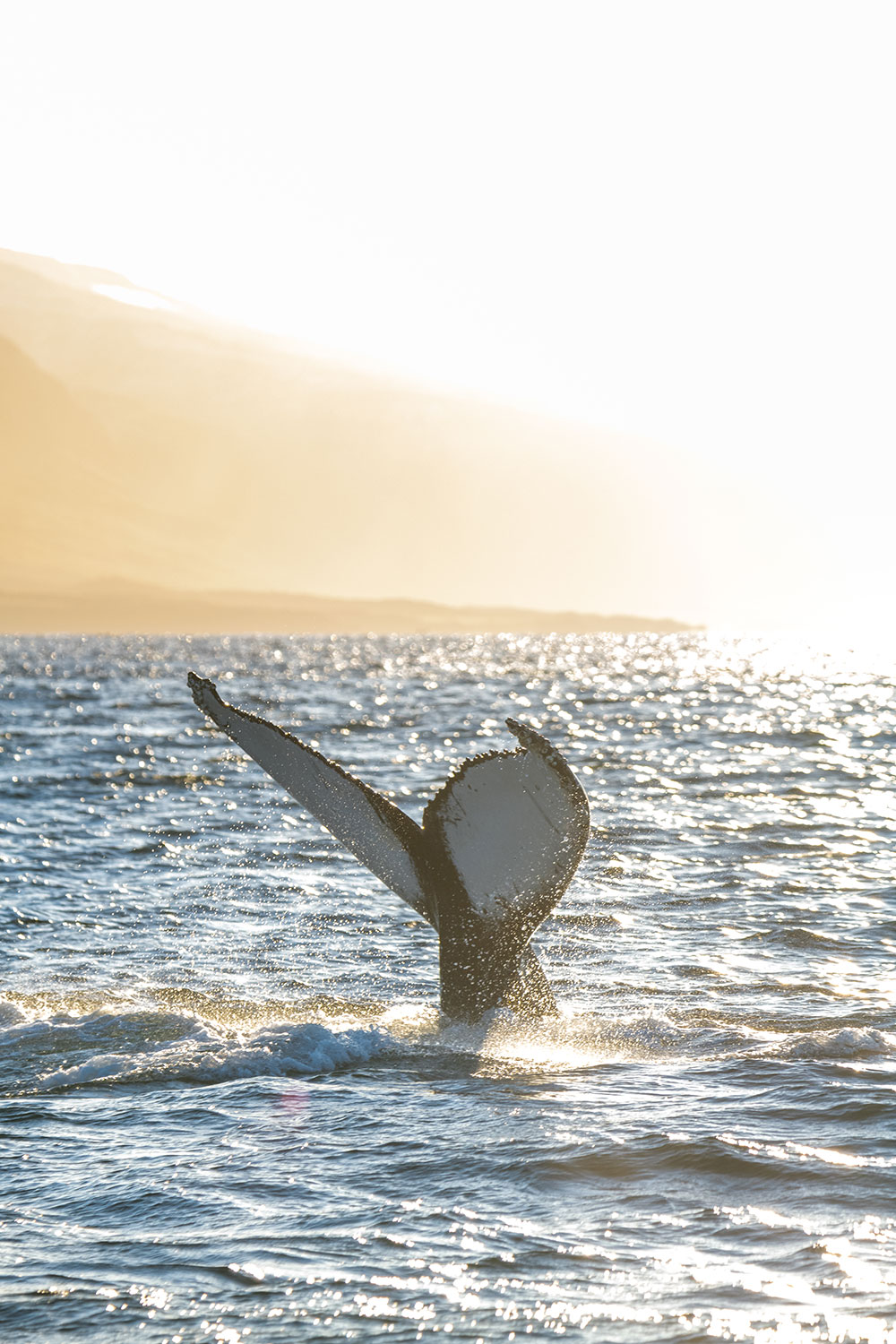 Photo tour whale watching in Iceland