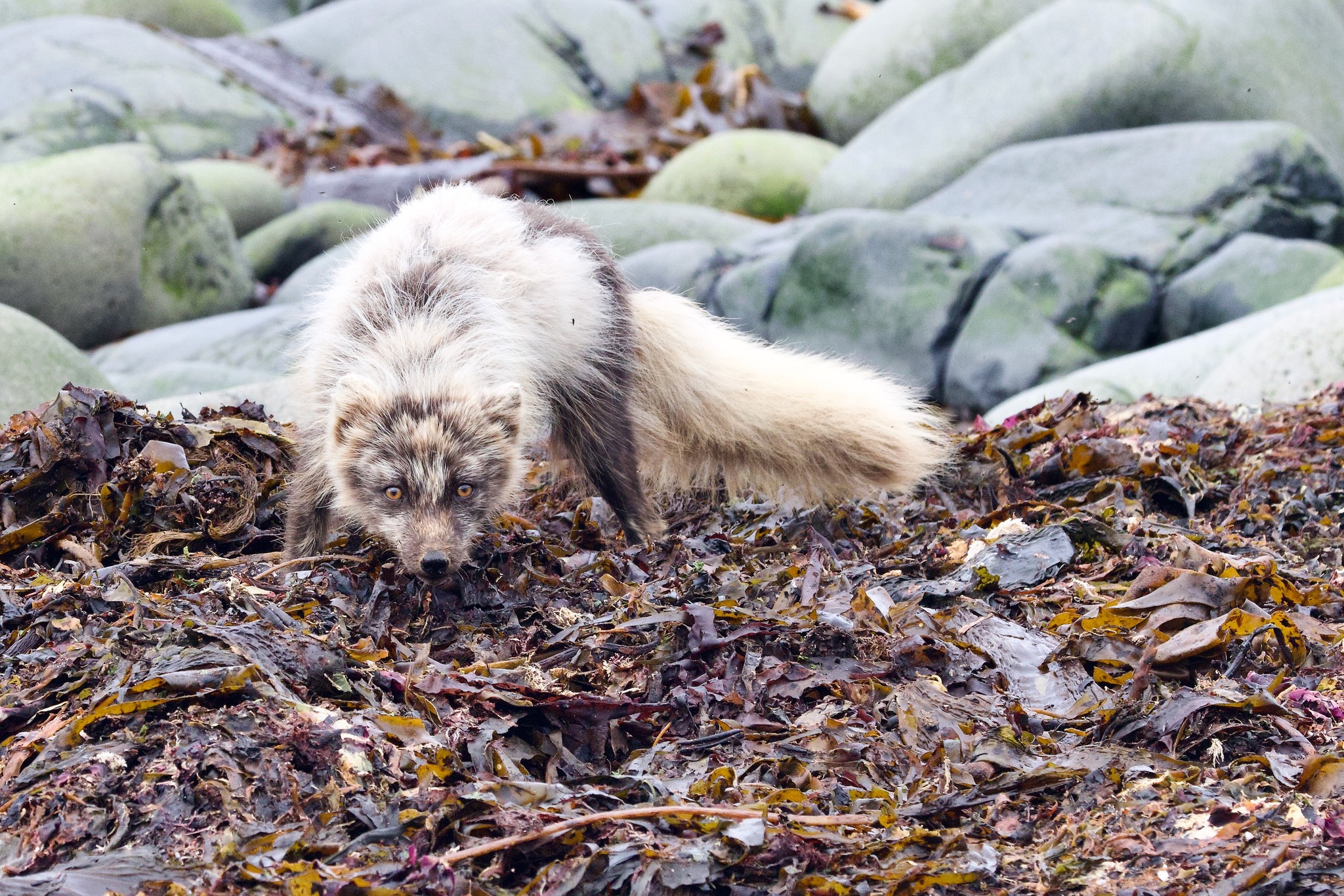 Arctic fox by Patricia Bel