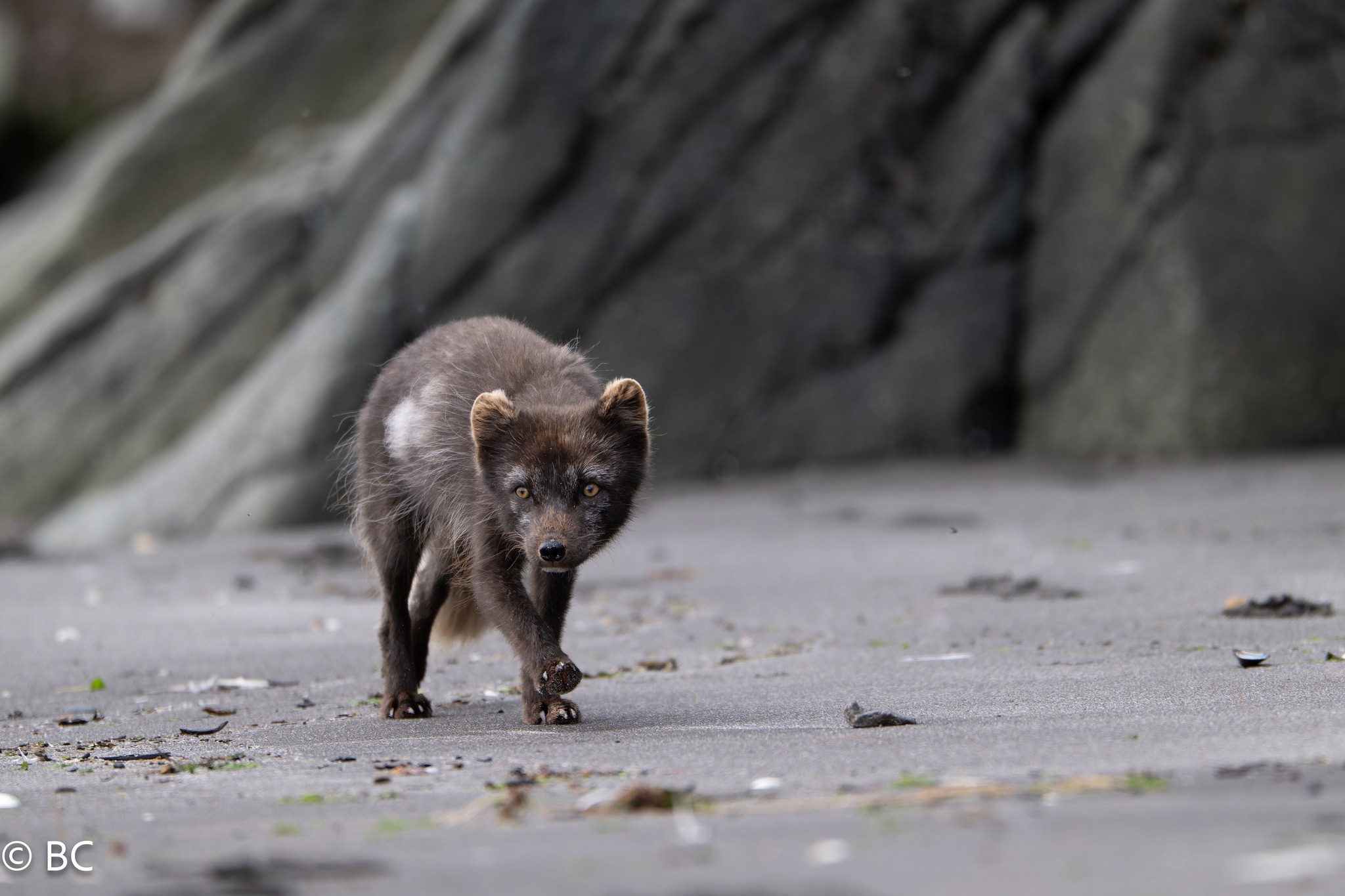 Arctic fox photo tour
