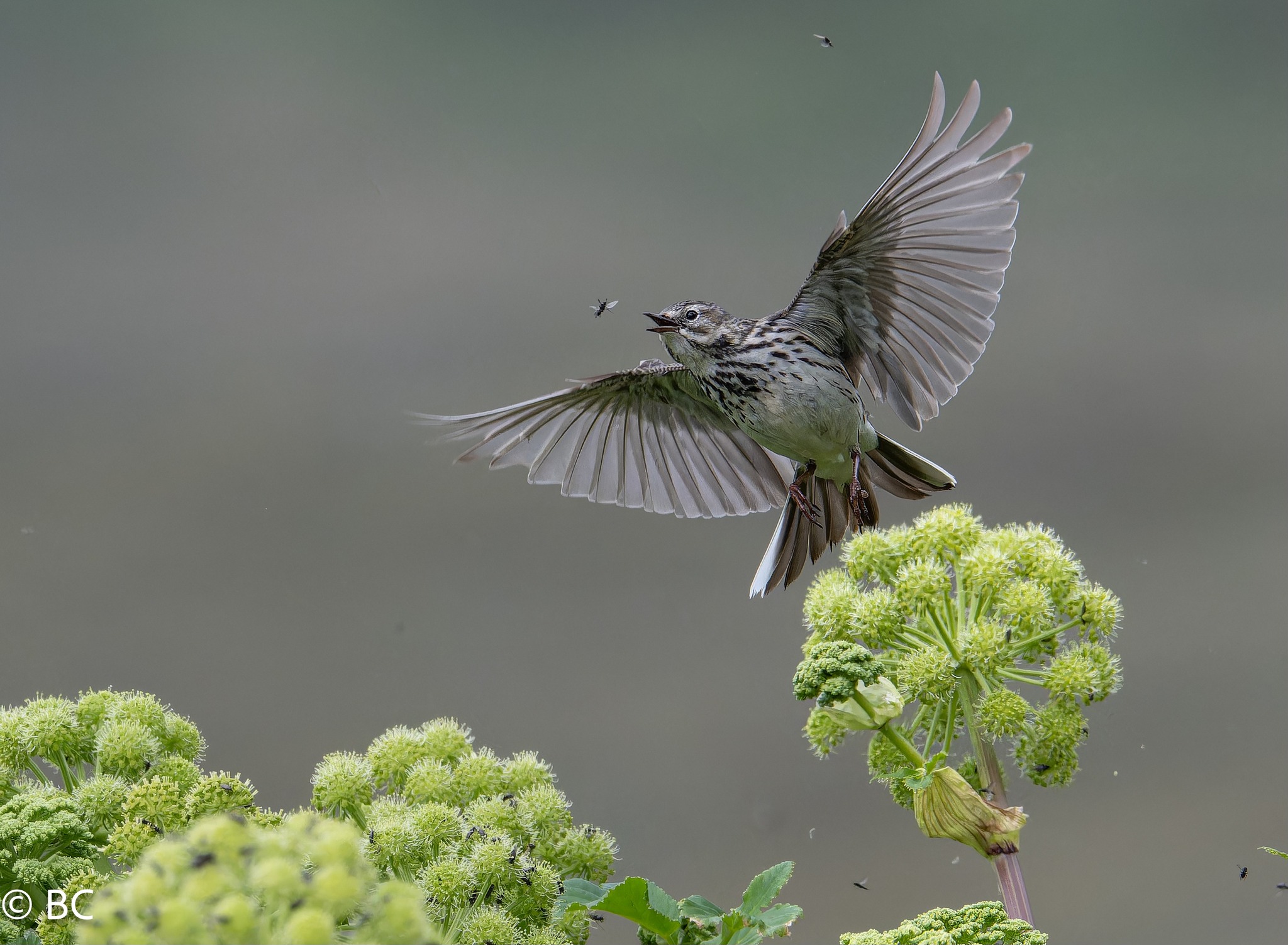 Wildlife photography in Iceland