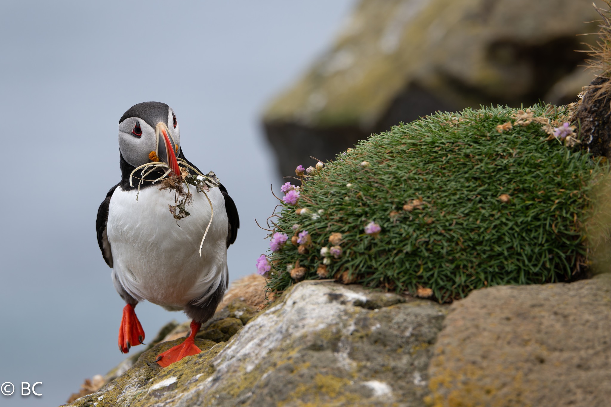 Puffin in Iceland