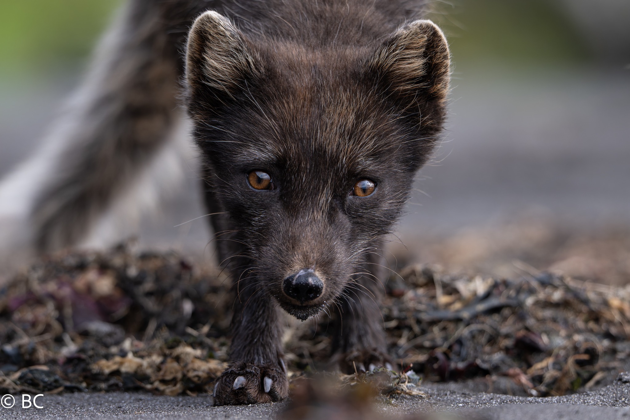 Arctic fox in Hornstrandir