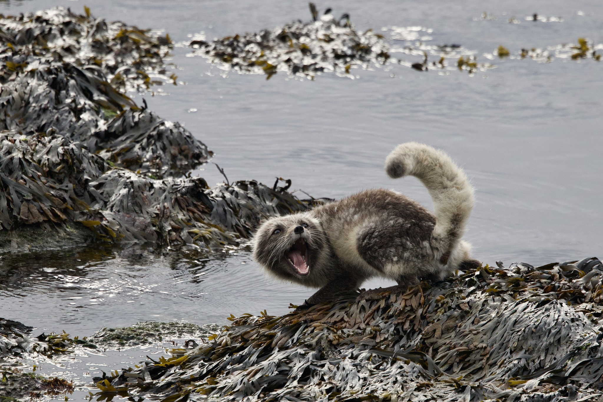 White Arctic fox in Iceland