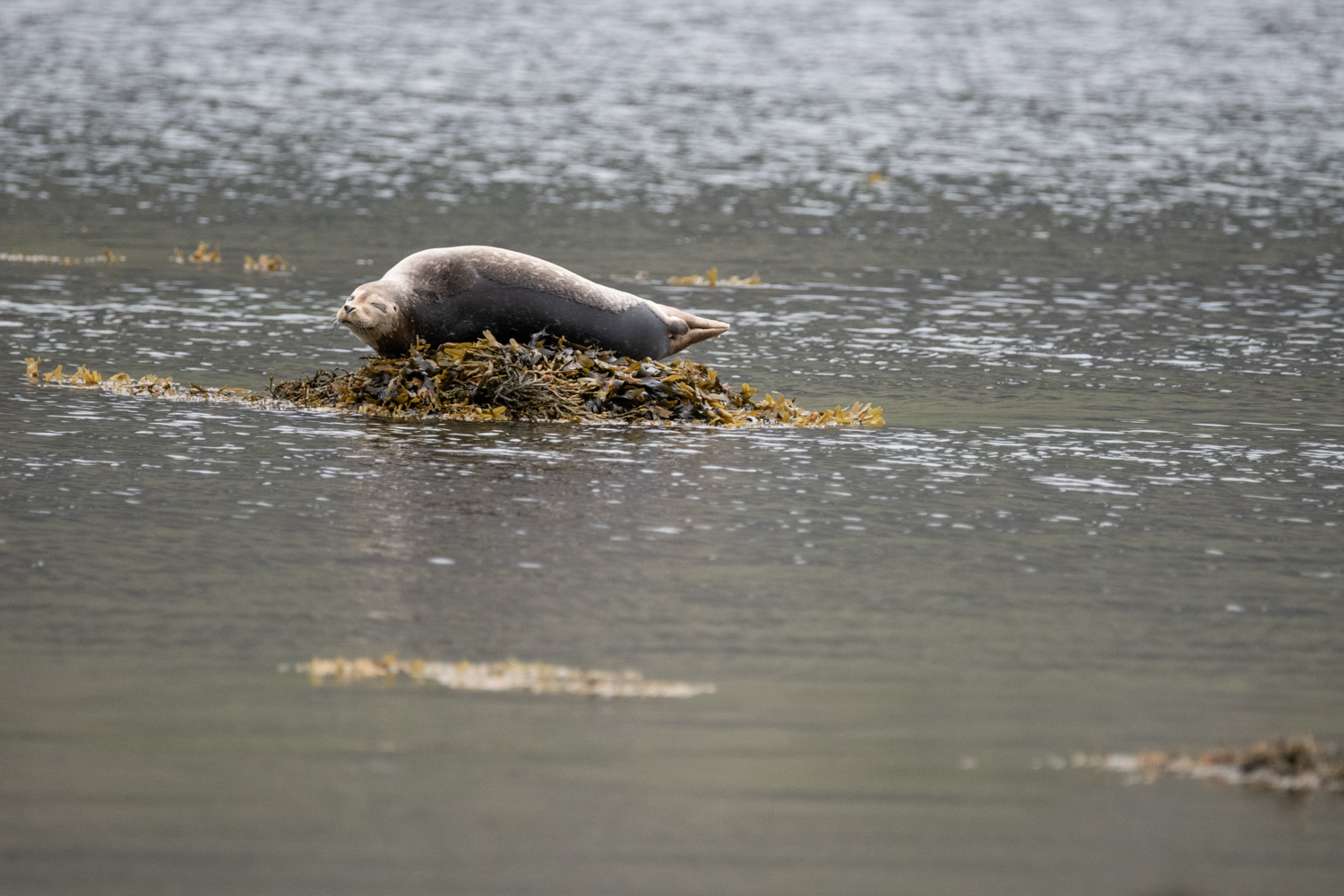 Wildlife photography in Iceland