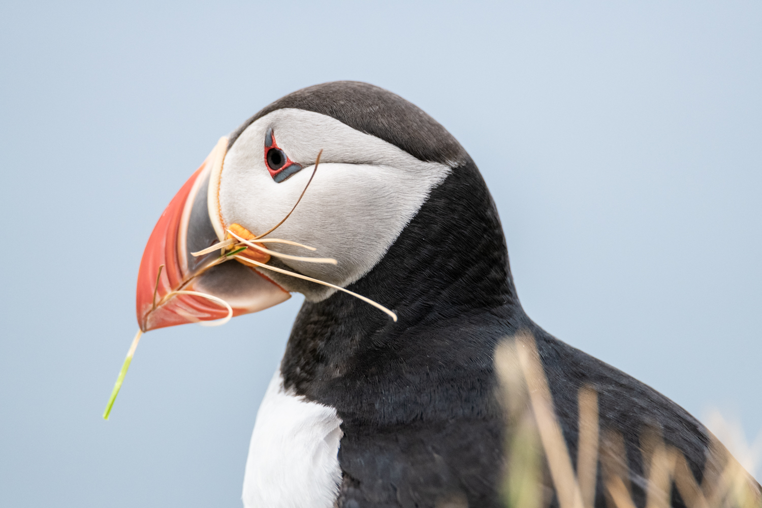 Puffin in Iceland