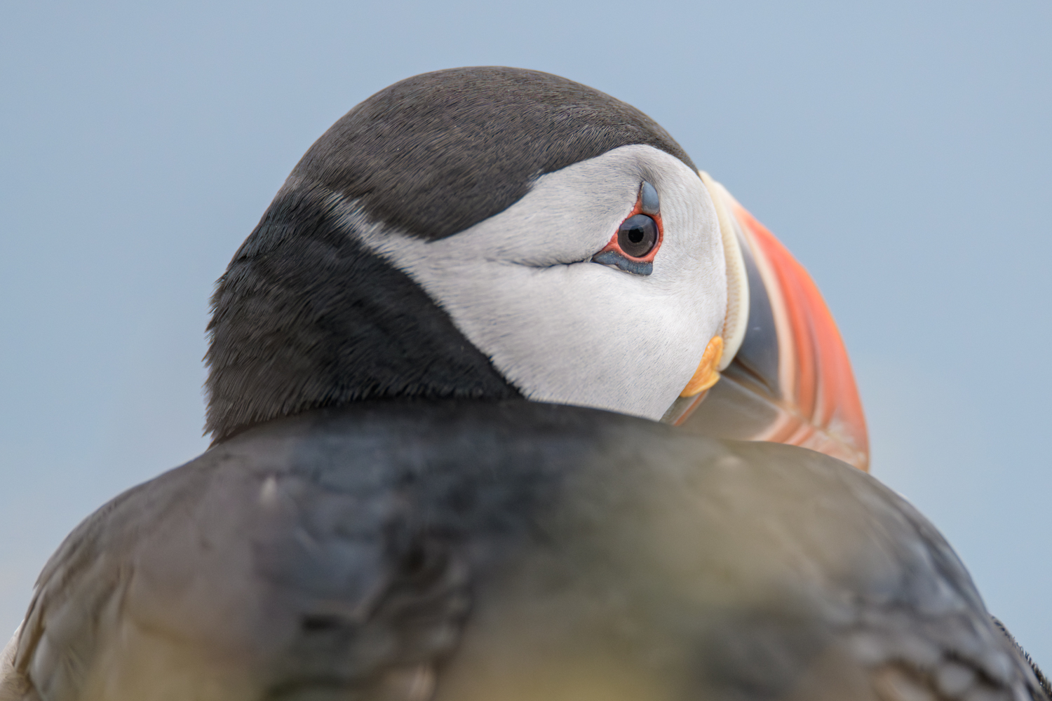 Puffin in Iceland