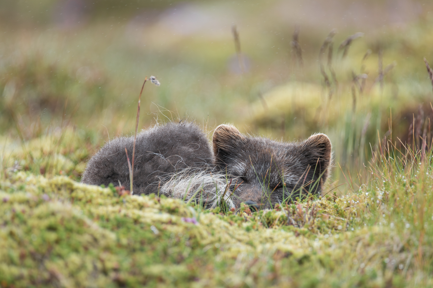 Arctic fox photo tour in Iceland