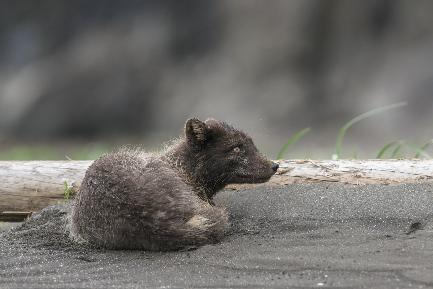 Arctic fox photo tour in Iceland
