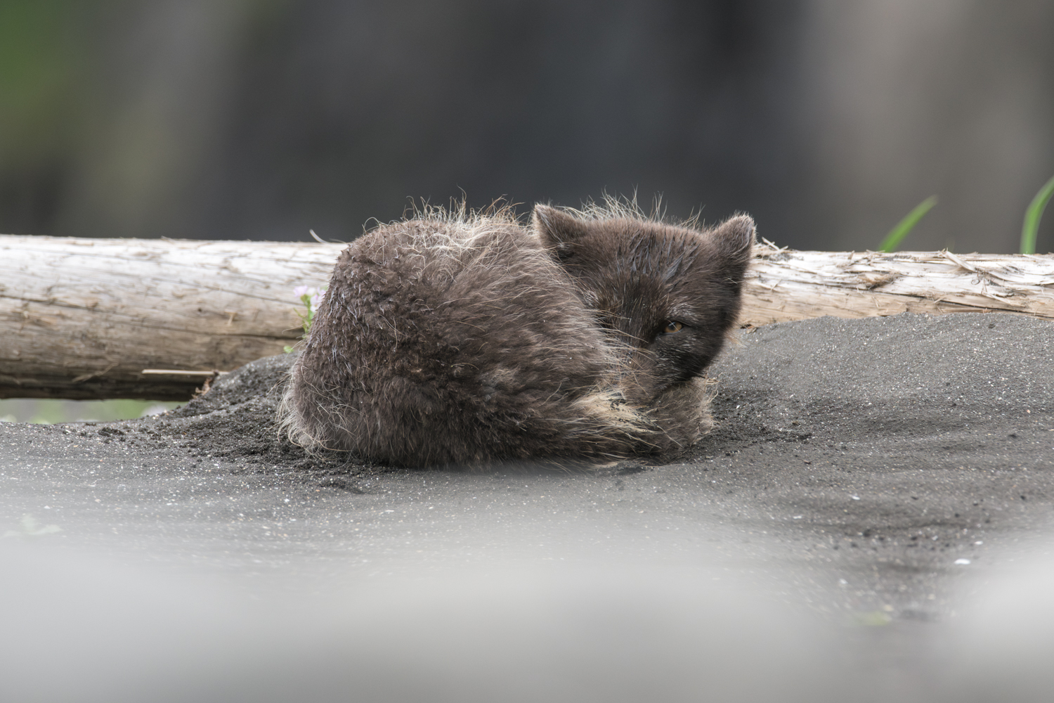 Arctic fox photo tour in Iceland