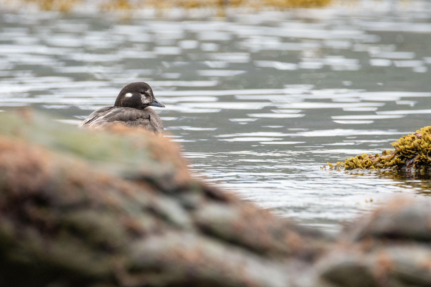 Wildlife Photography in Iceland