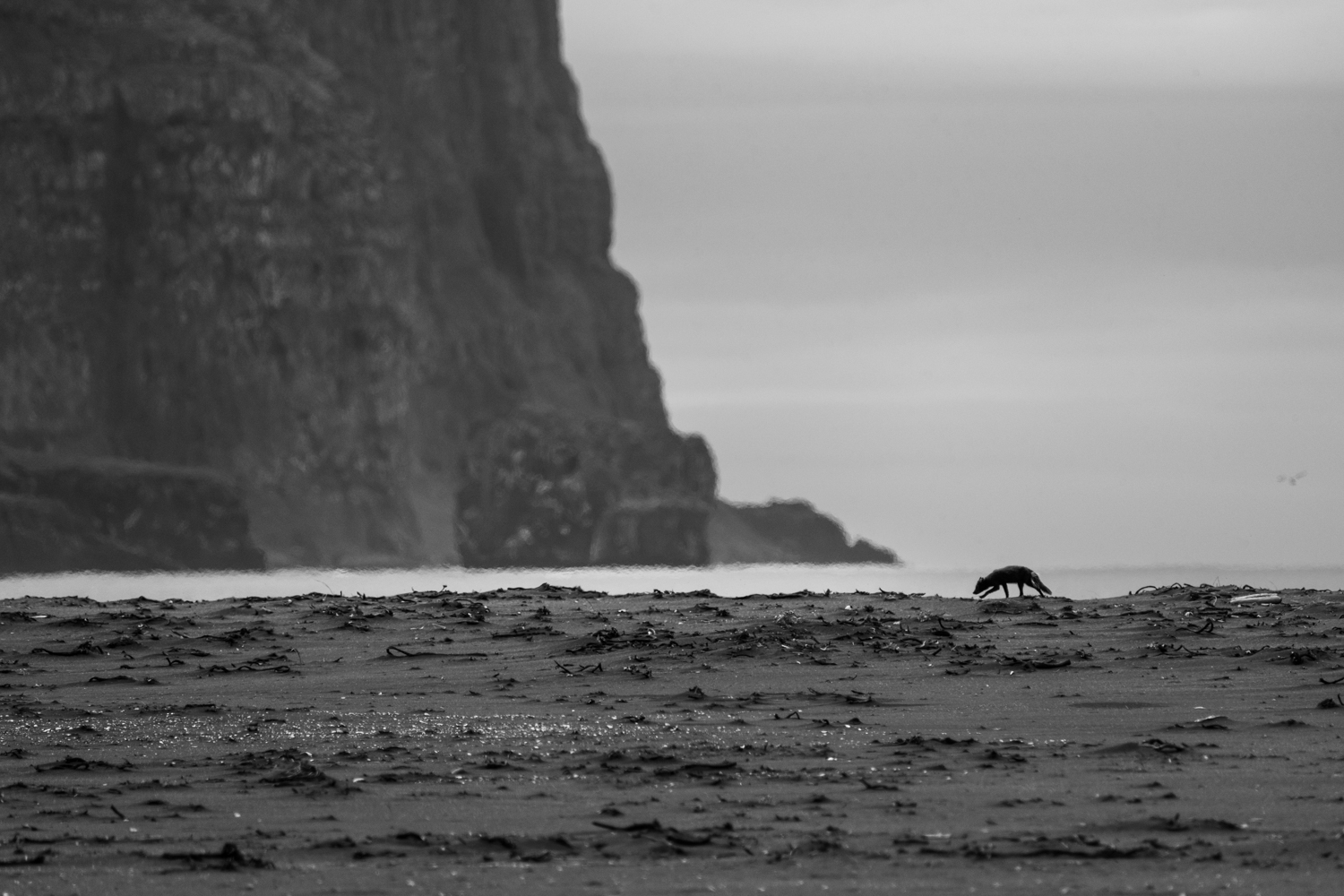 Arctic fox photo tour in Iceland