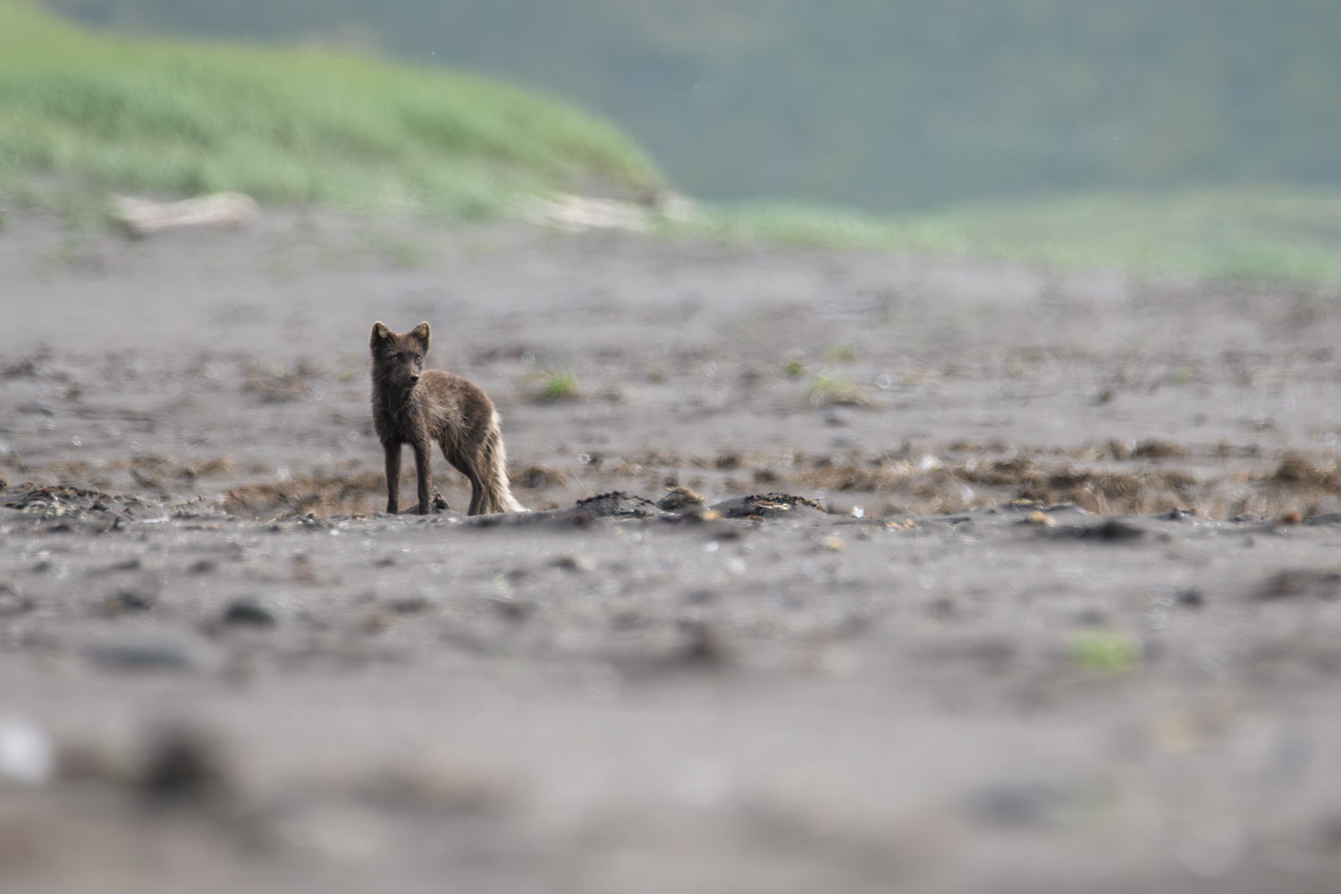 Arctic fox in Iceland