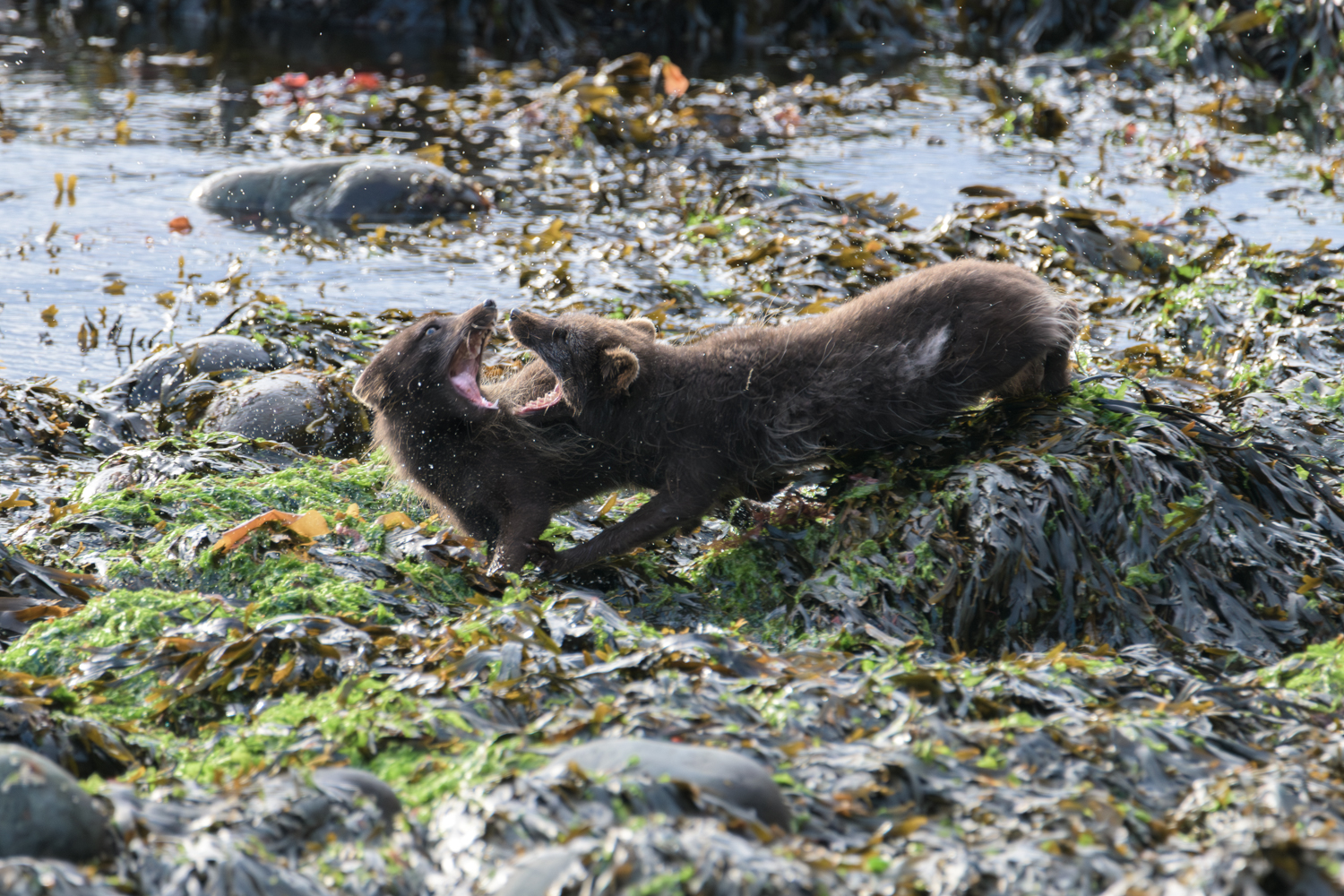 Arctic fox fight