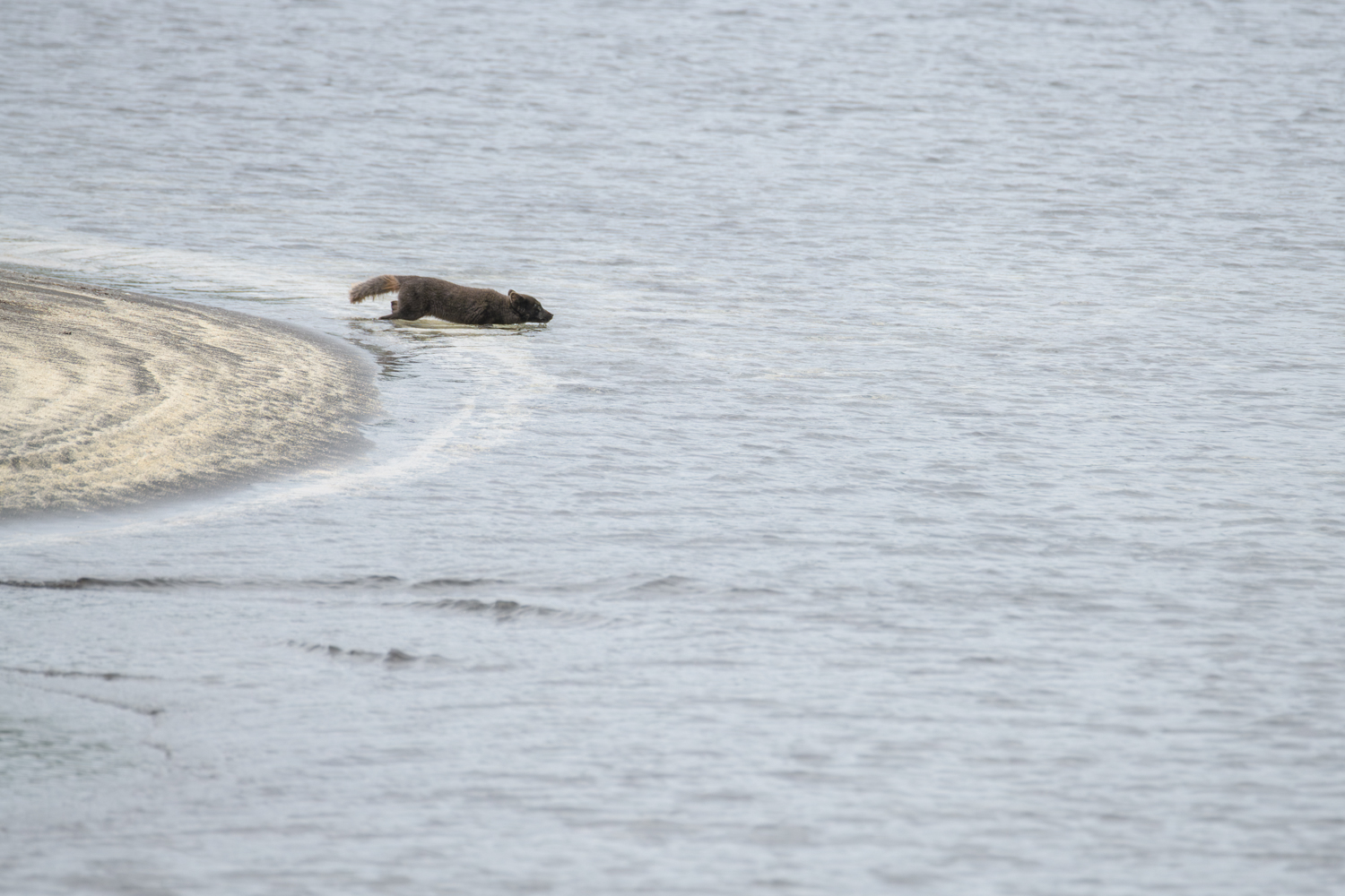 Arctic fox crossing a river in Iceland