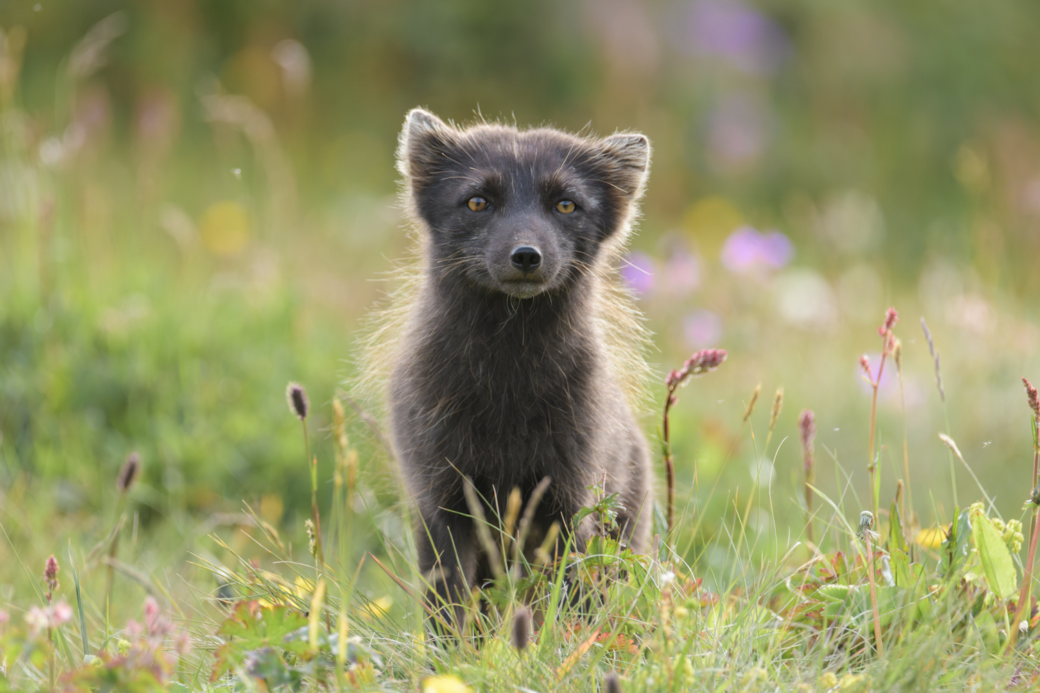 Arctic fox in Iceland