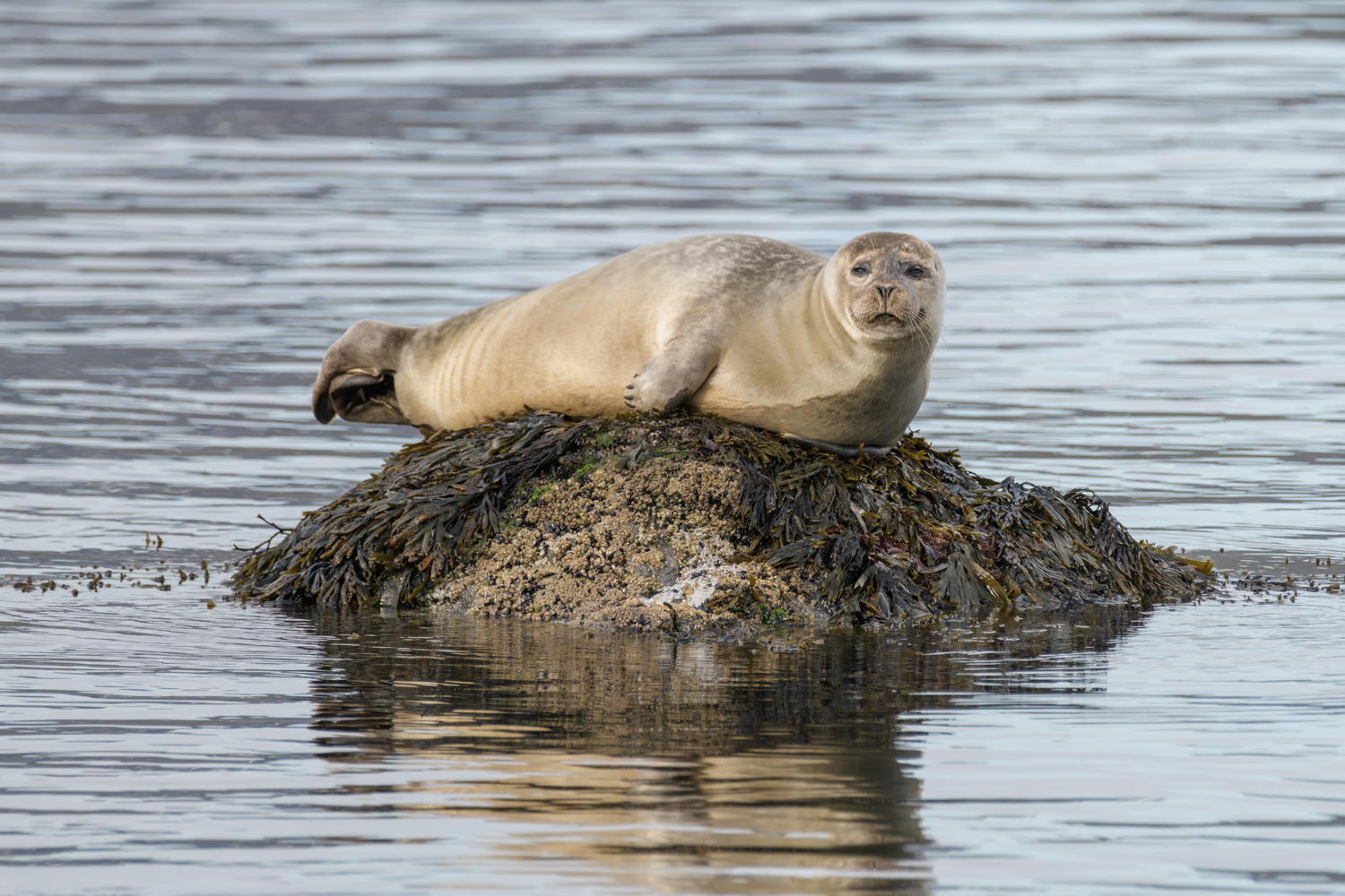 Harbor seal in Hornstrandir