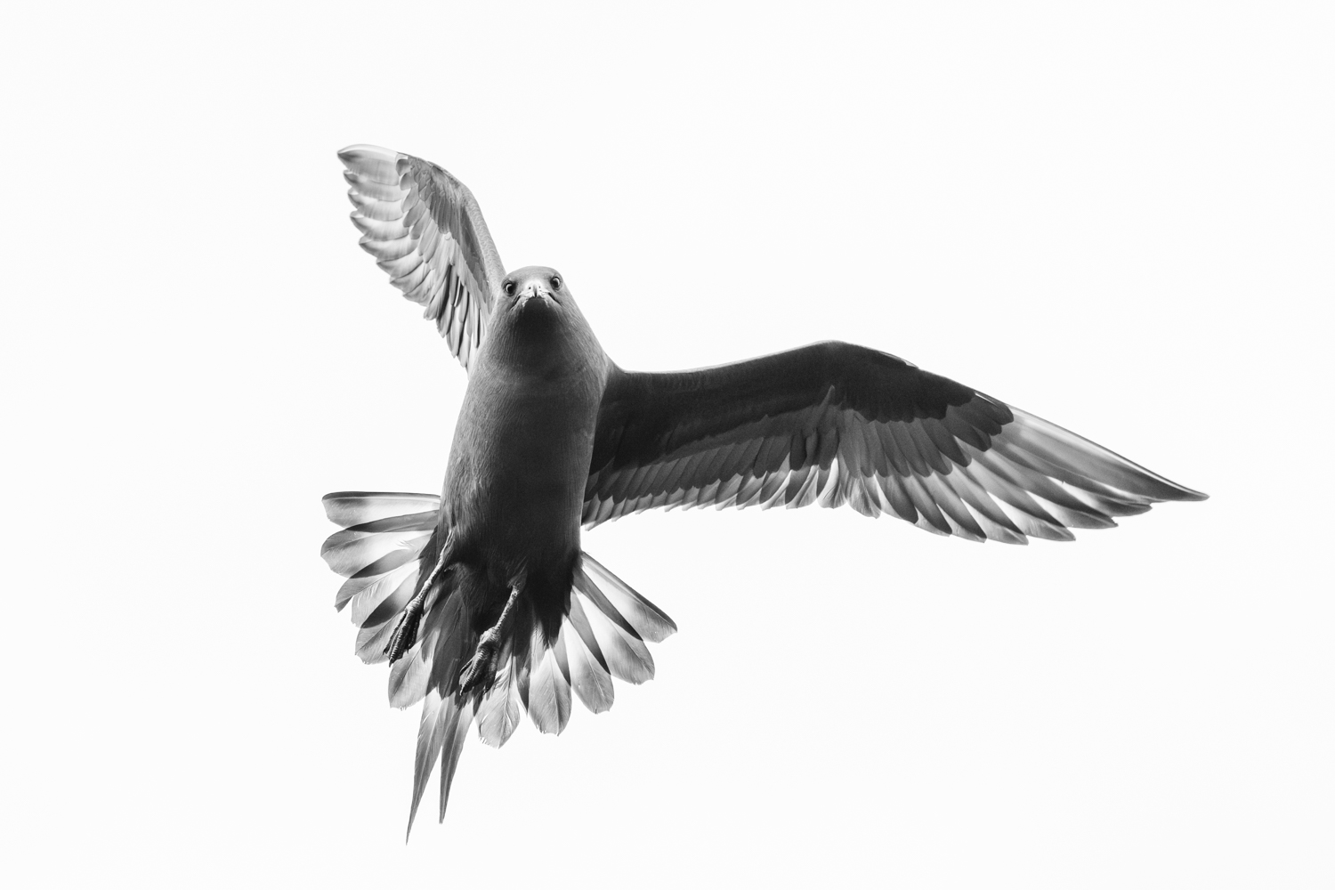 Wildlife photography in Iceland