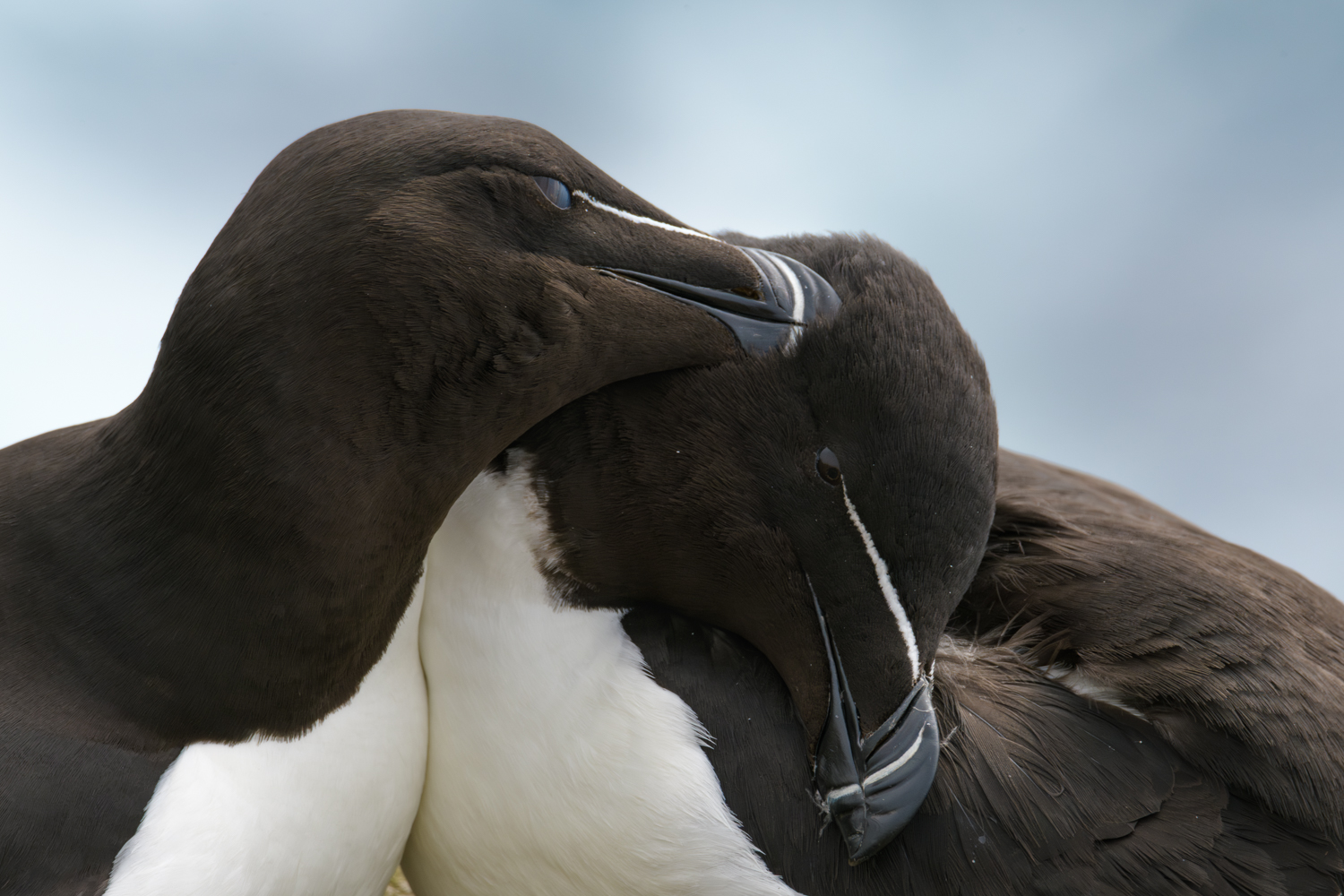 Razorbill in Iceland