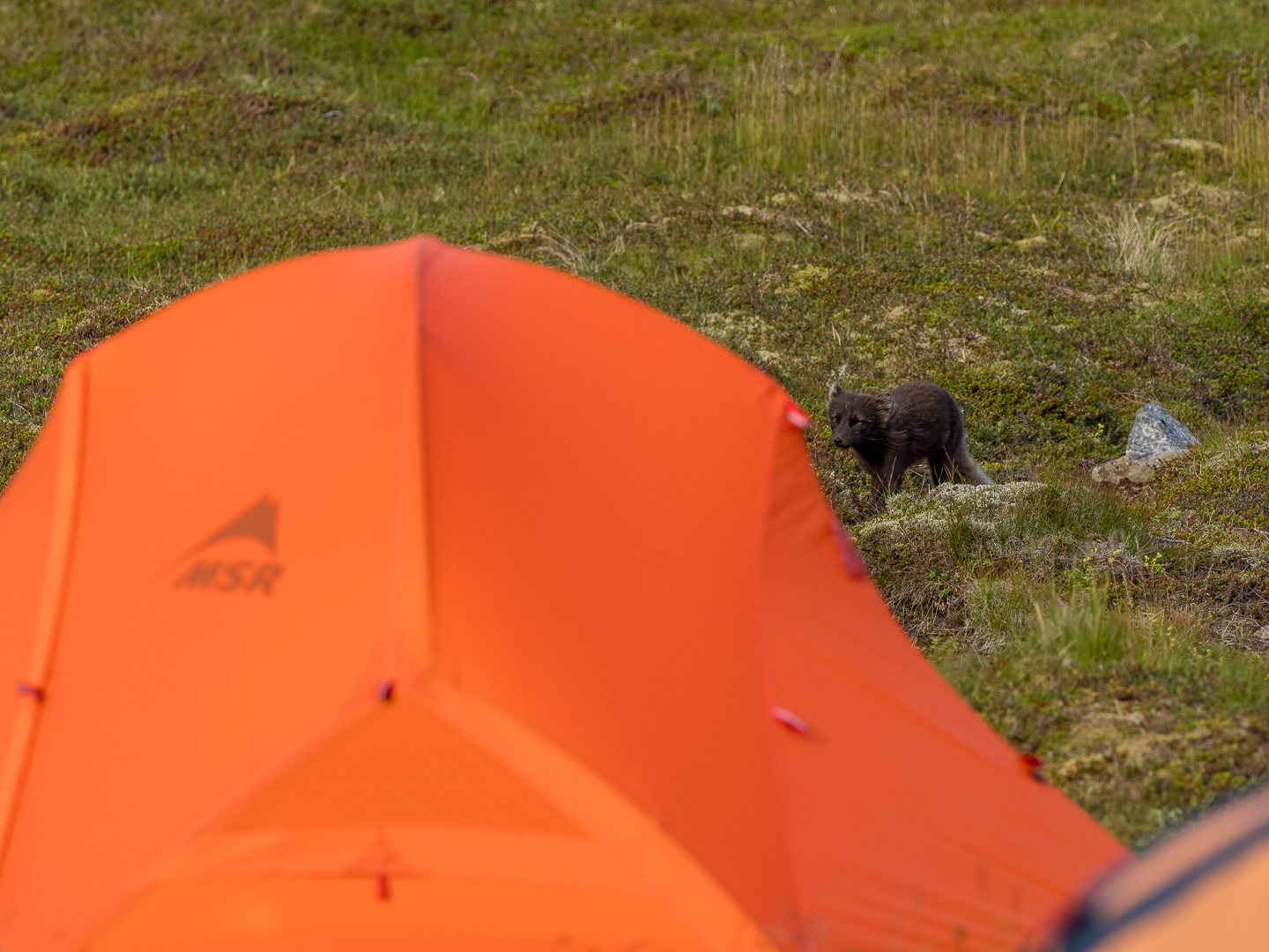 Arctic fox in Iceland