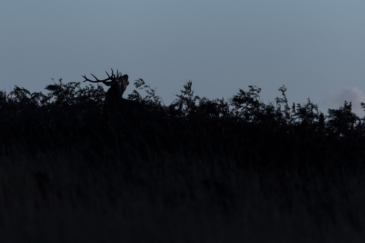 Wildlife photo tours