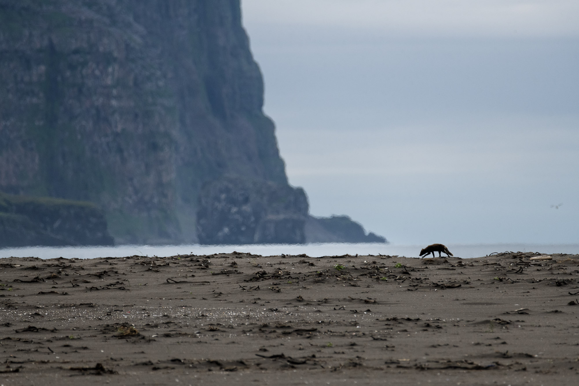 Icelandic arctic fox on a black sand beach