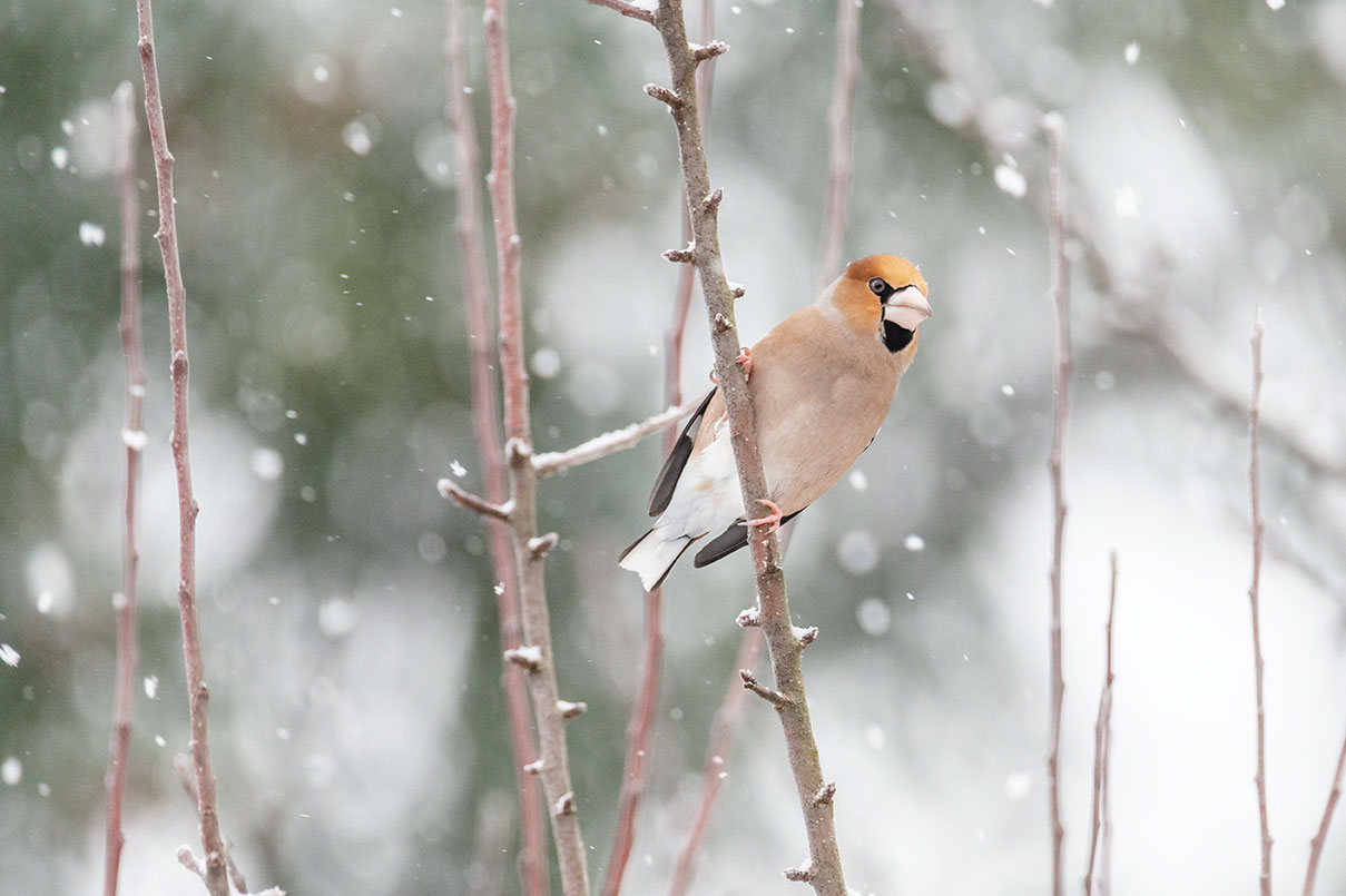 Gros-bec casse-noyaux en France