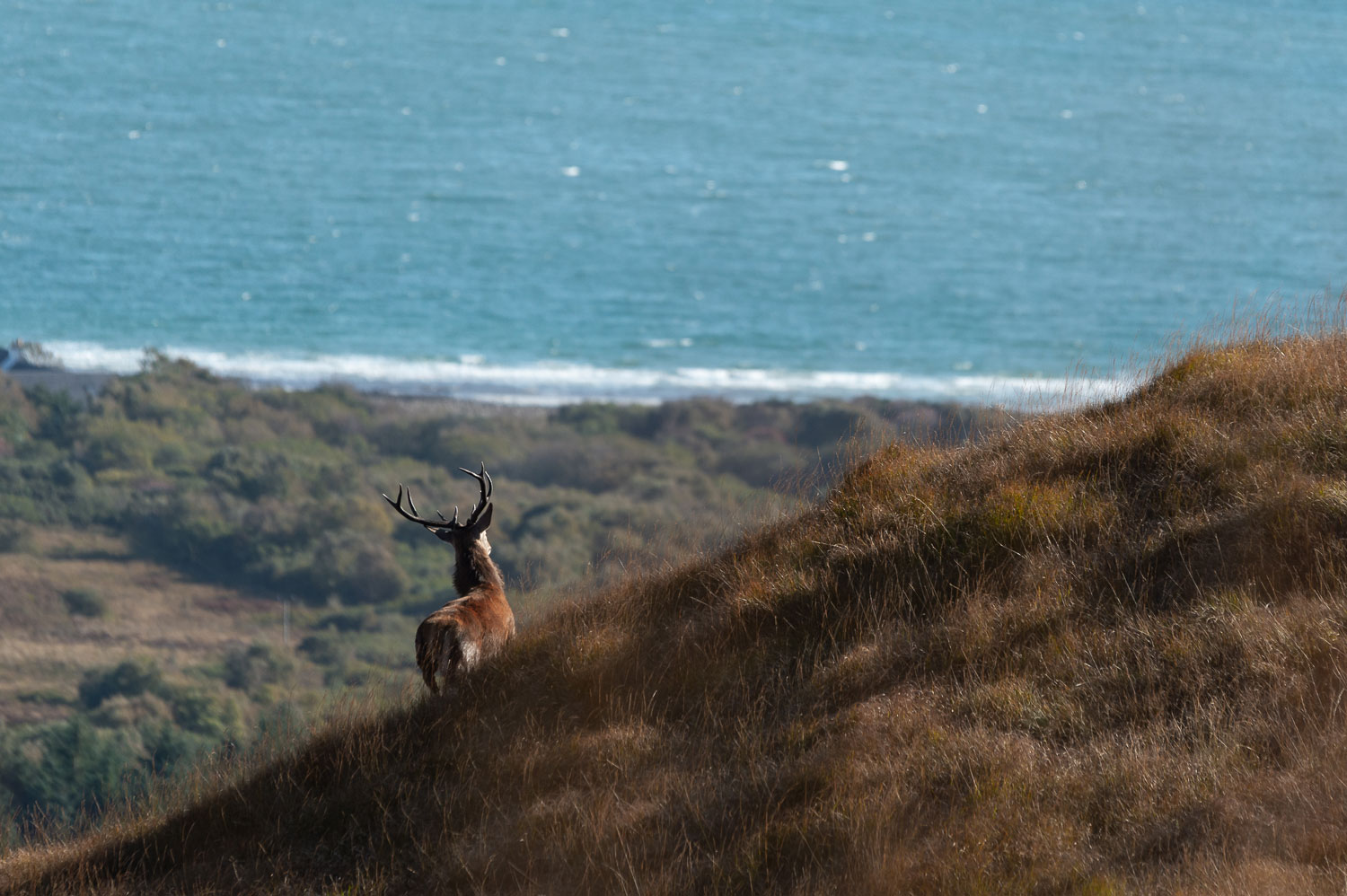 Le cerf élaphe écossais dans son environnement