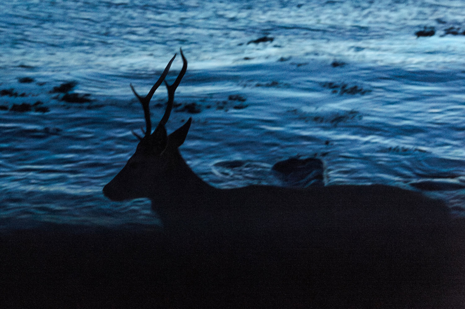 Le cerf élaphe insulaire en Ecosse