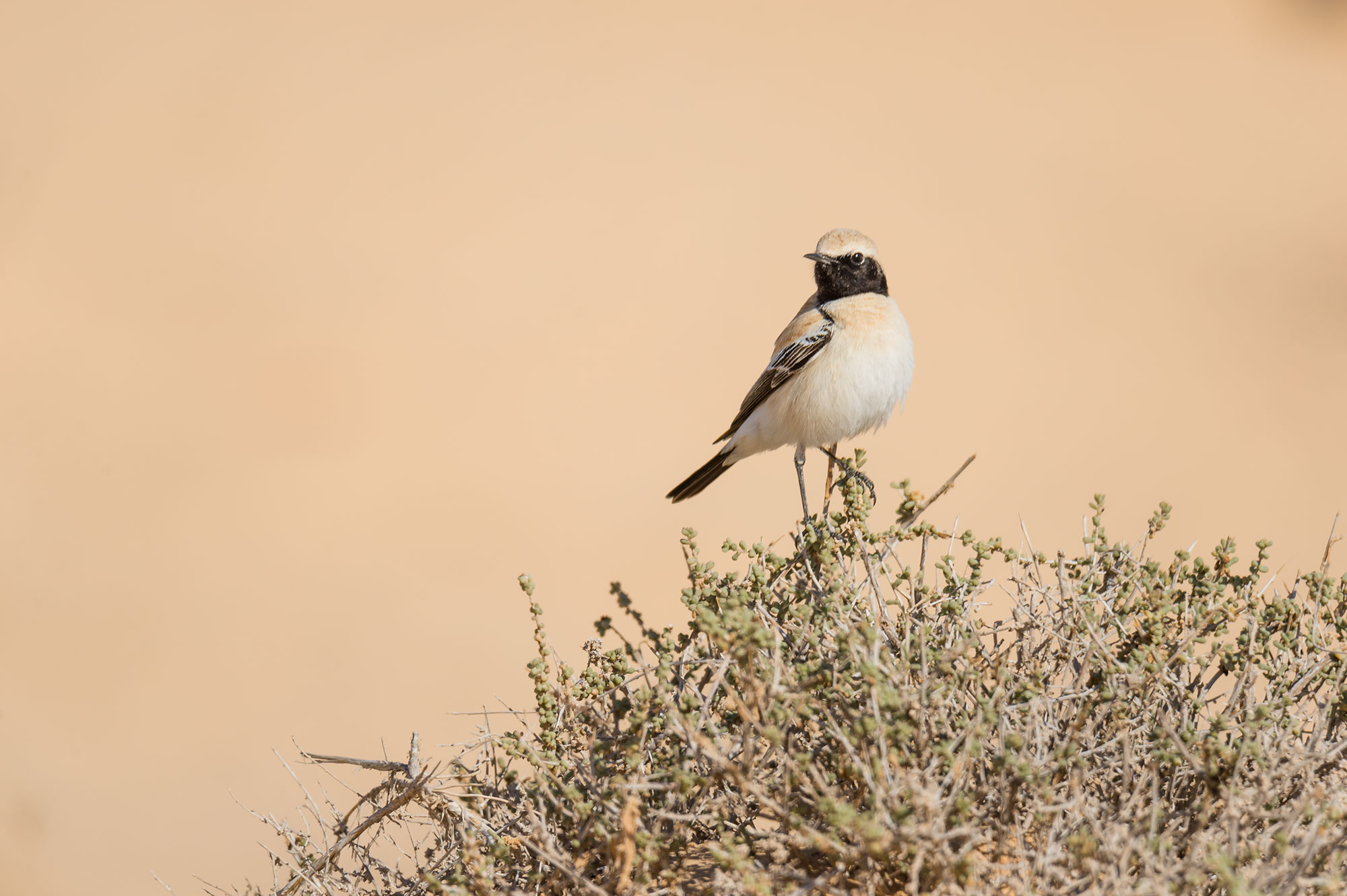 Traquet du désert dans le Sahara algérien