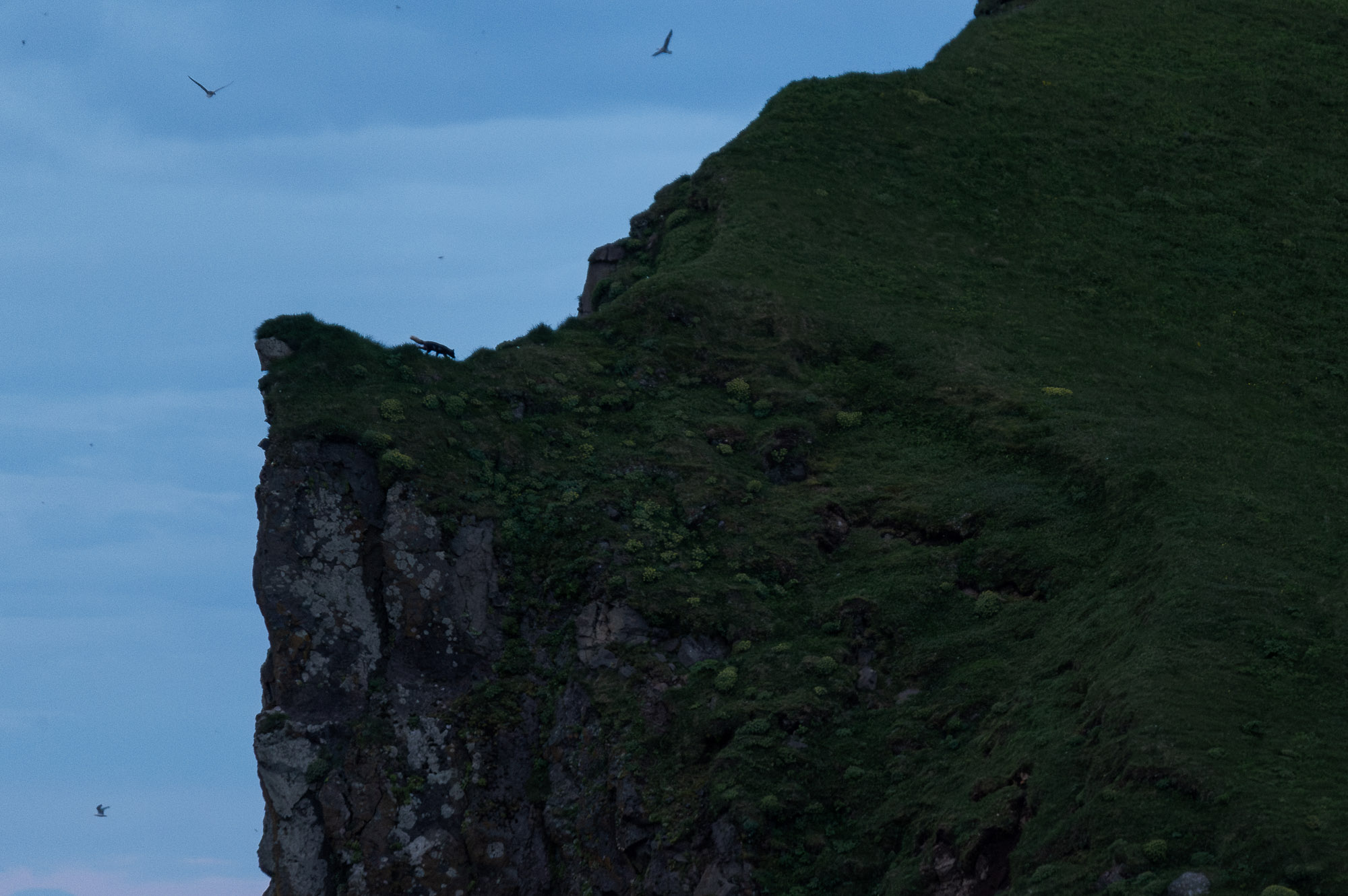 Arctic fox hunting on Icelandic cliffs