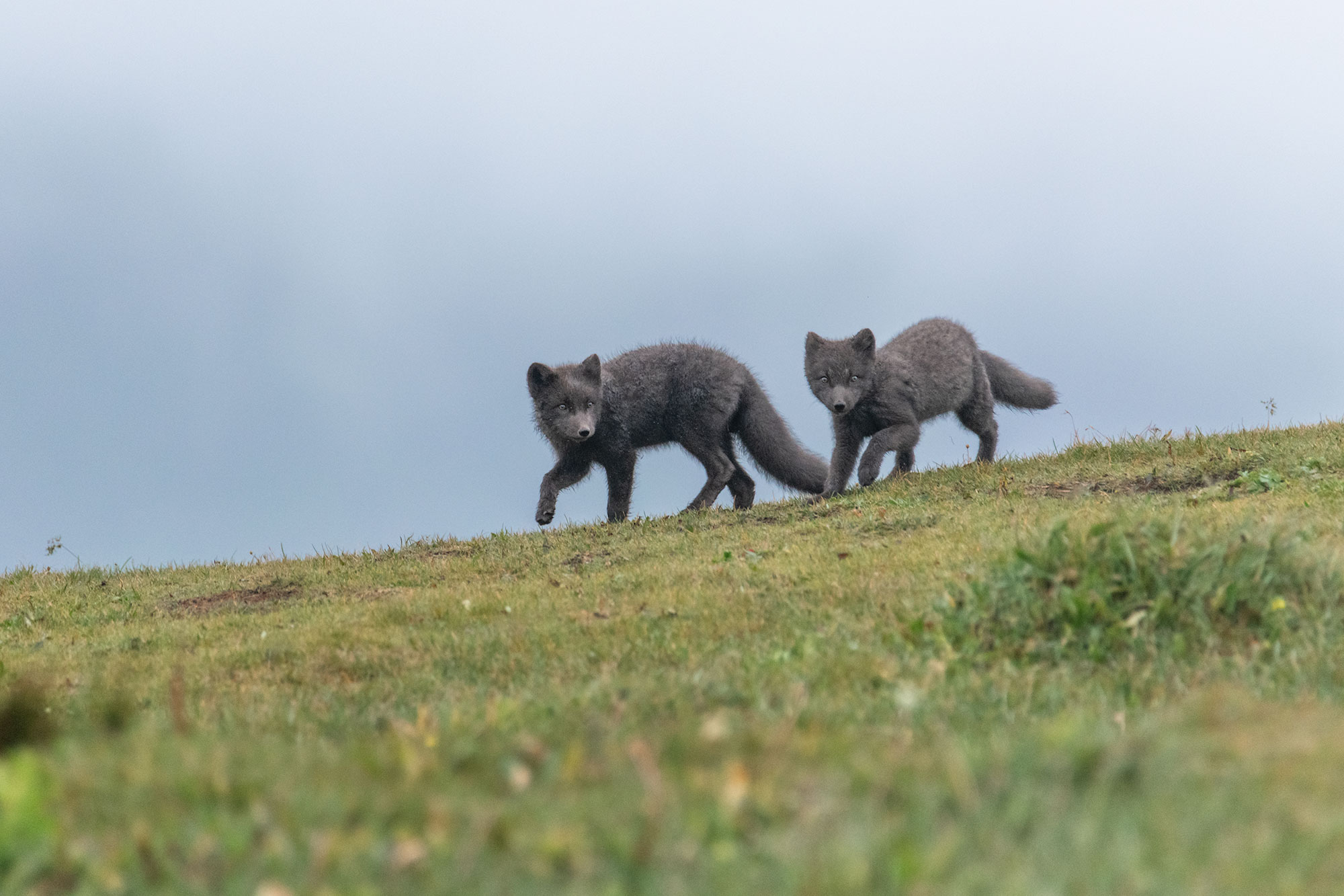 Tour photo renard polaire privé en Islande