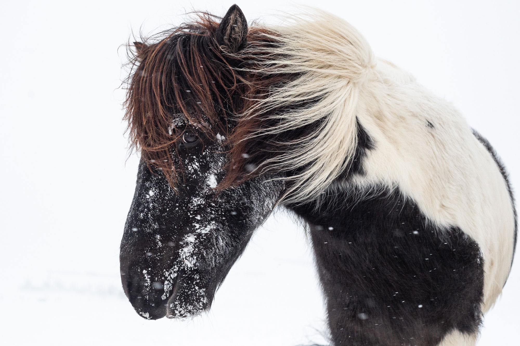 Private Icelandic horse photography tour