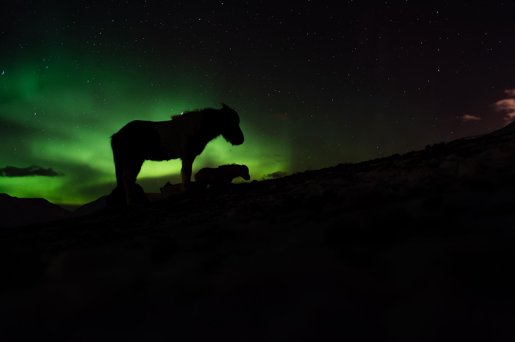 Tour photo chevaux islandais
