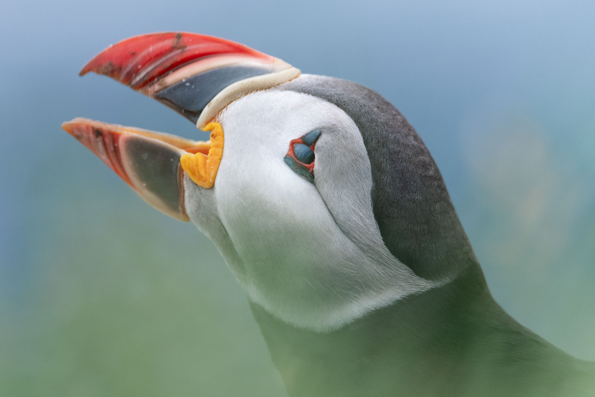 Tour photo macareux moine en Islande