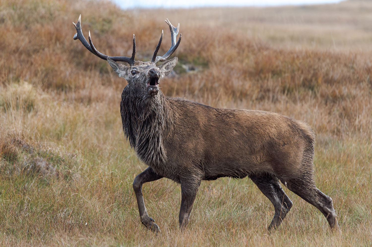 Le brame du cerf en Ecosse