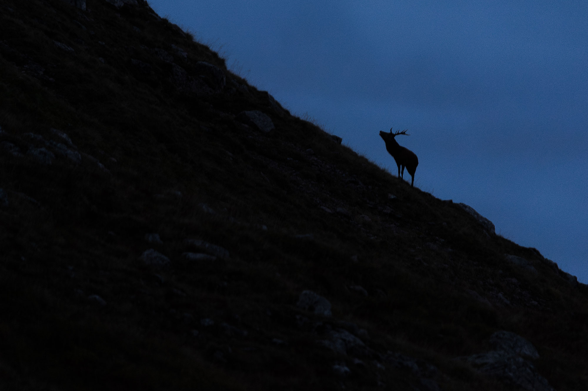 Cerf élaphe en écosse