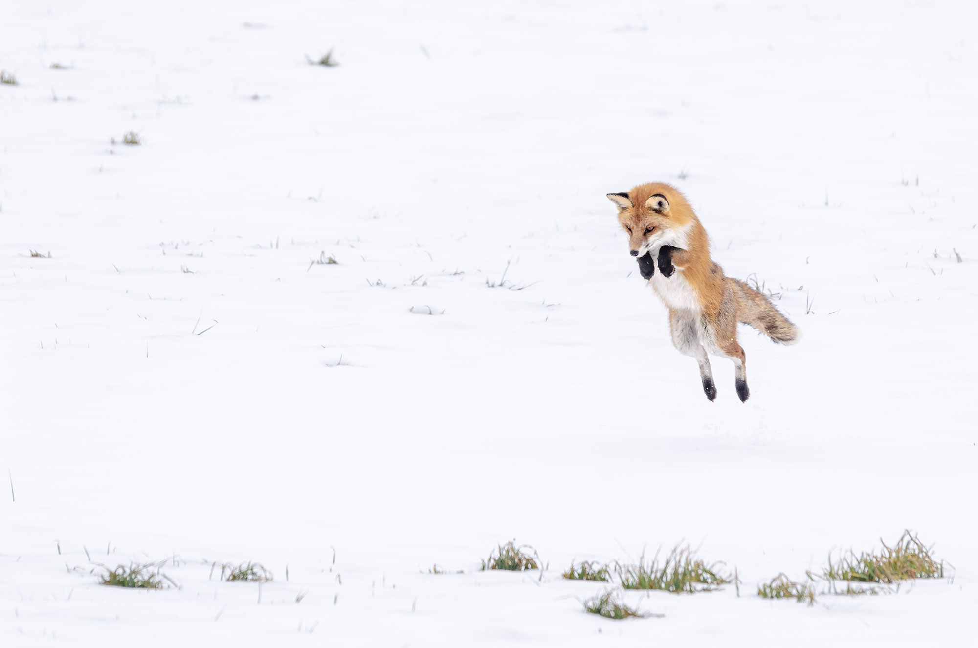 Tour photo privé renard roux
