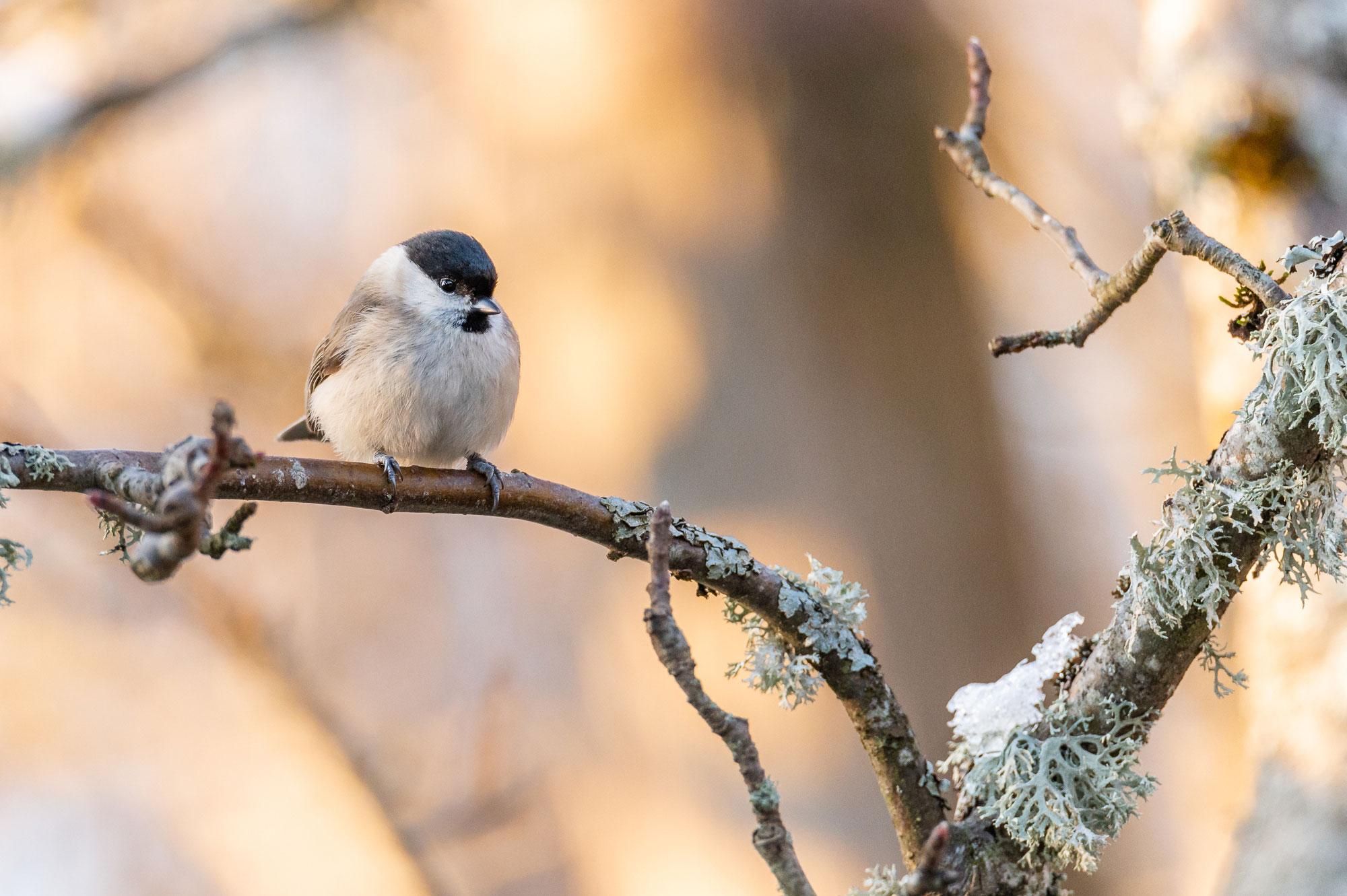 Photographie de mésange nonnette