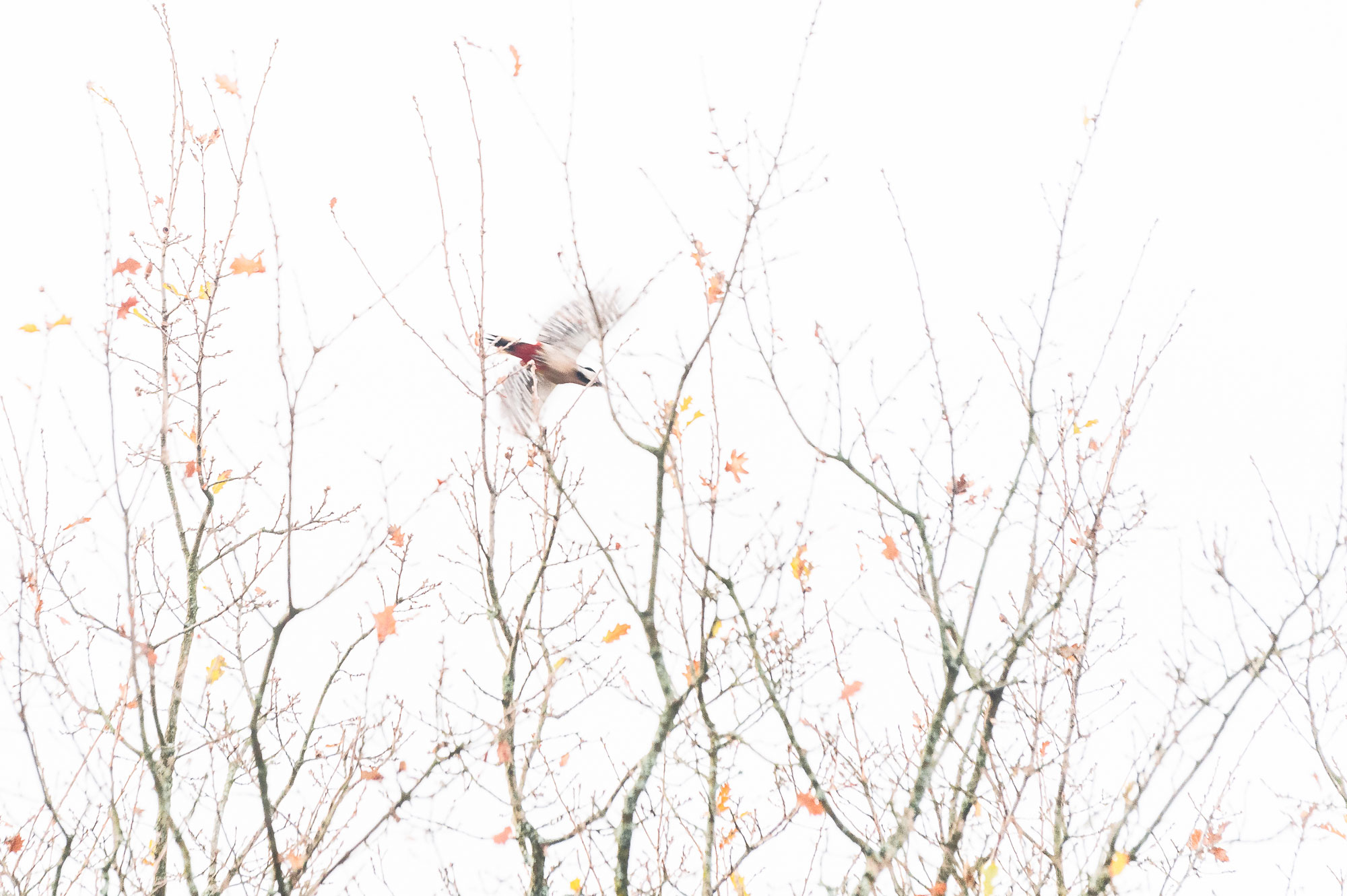 Devenir photographe d'art