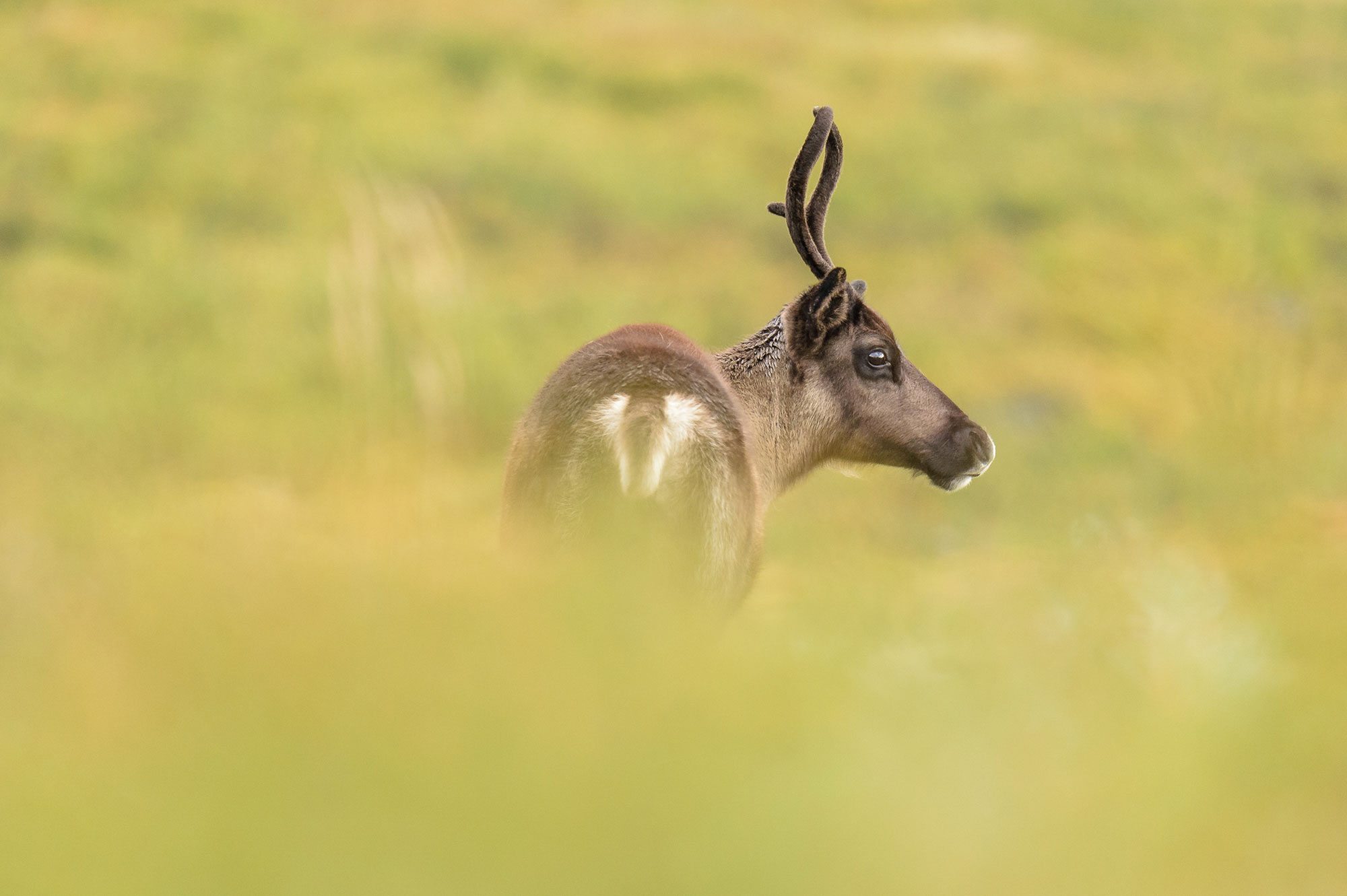 Devenir photographe animalier et de nature