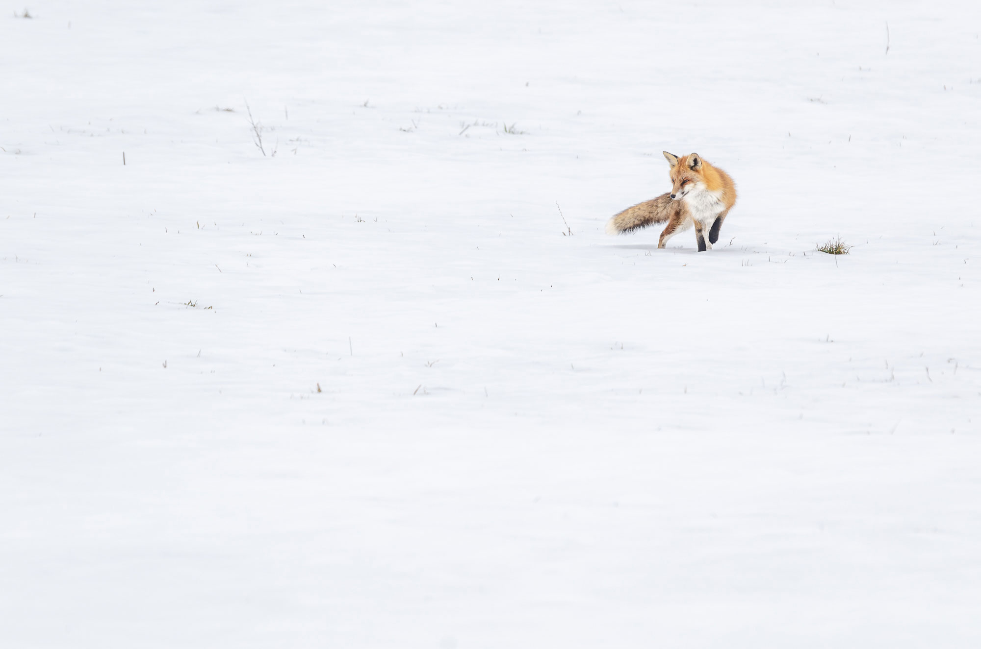 Les 10 erreurs à éviter en photographie animalière