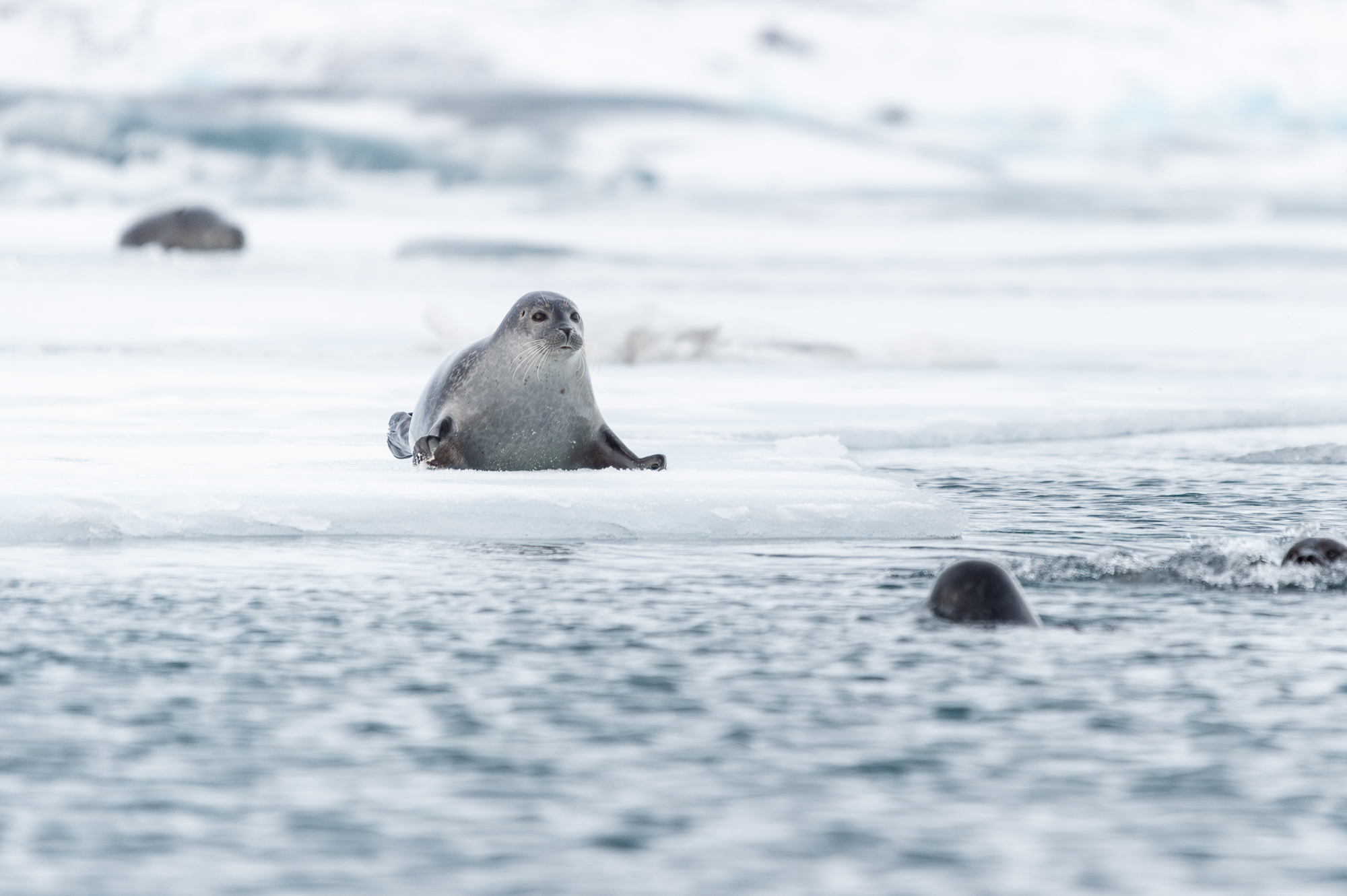 Wildlife og Iceland : The common seal