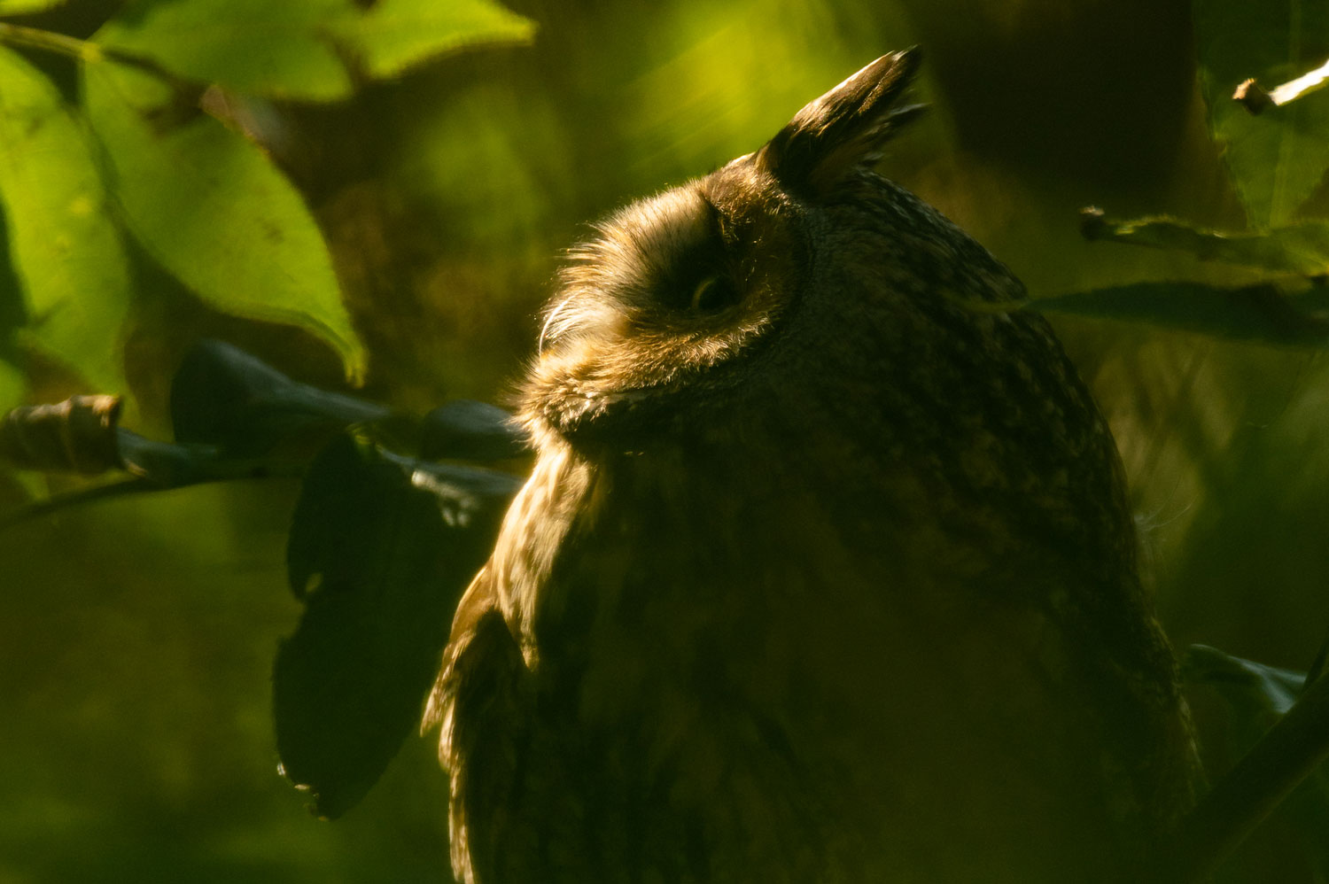 L'éthique en photographie animalière