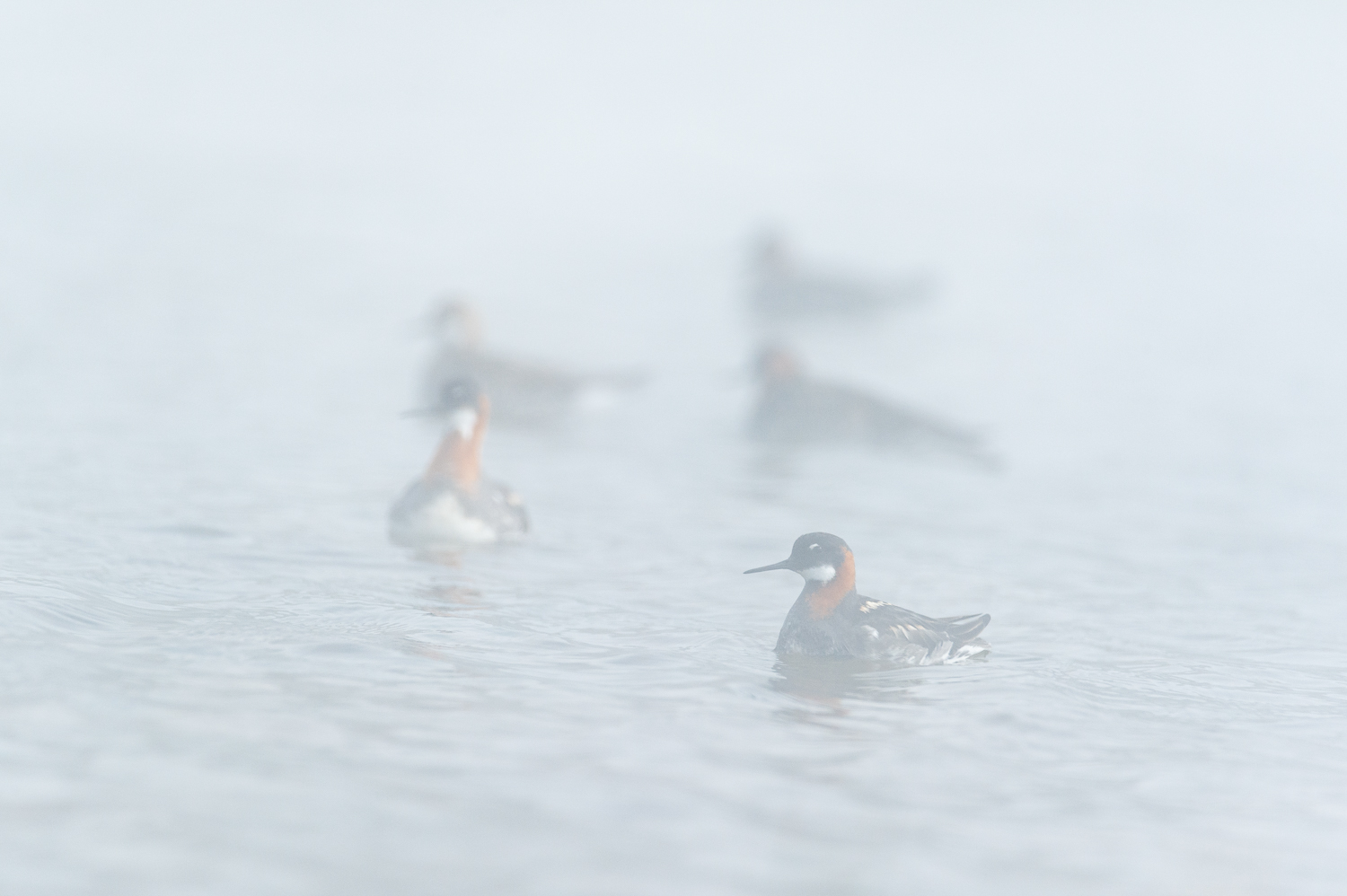 Red-necked phalarope, a typical Icelandic animal